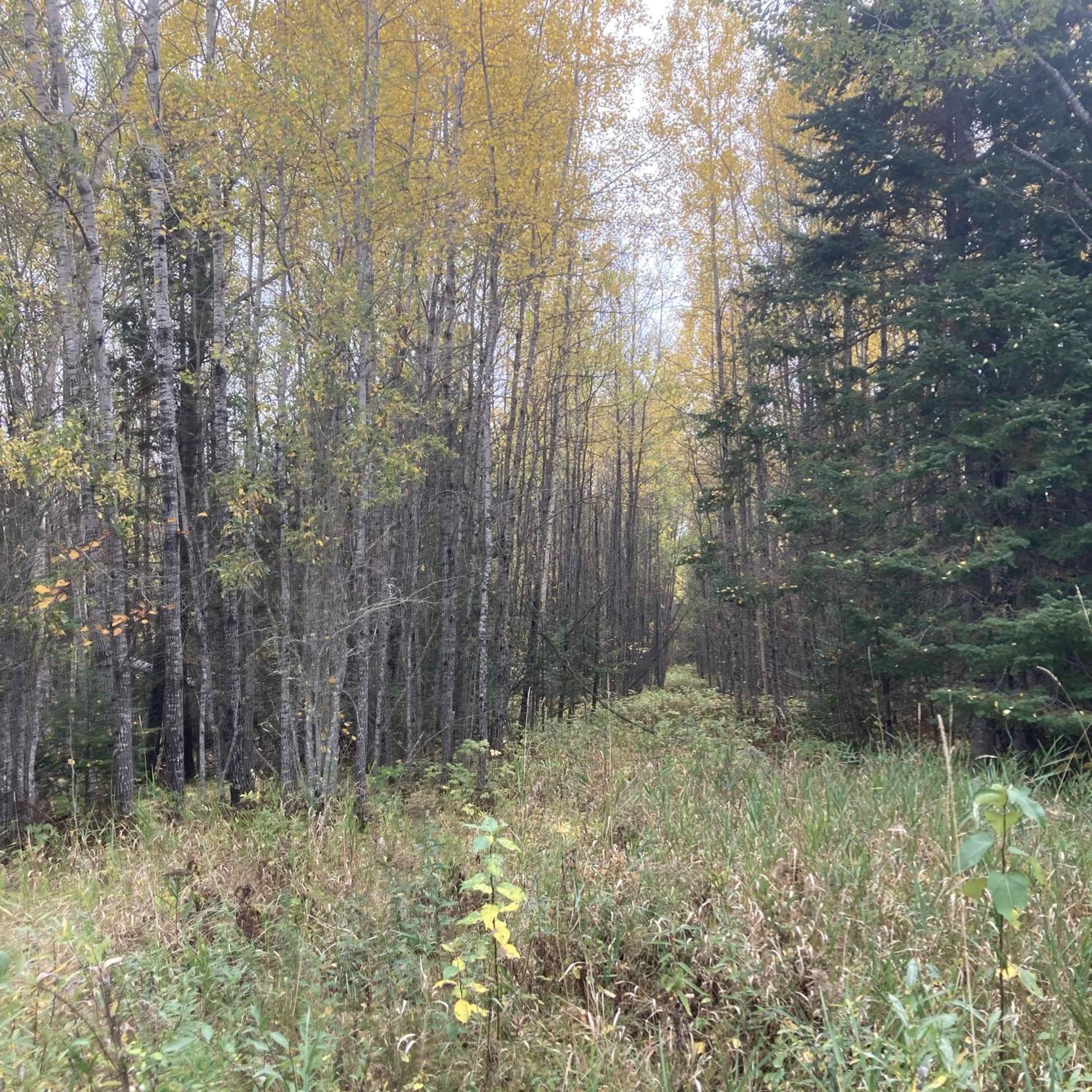 Little Turtle - Turkey