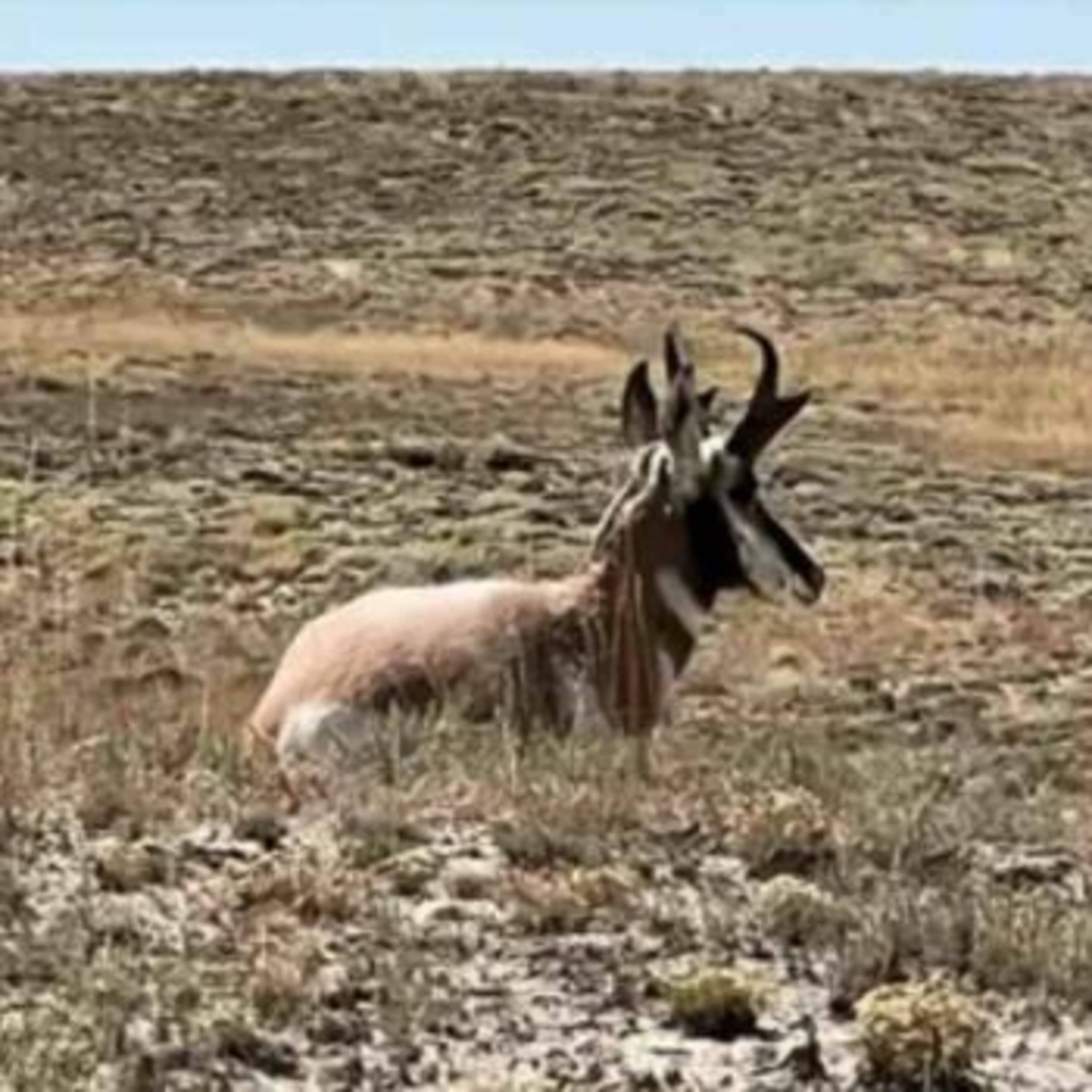 Nitro Draw - Antelope