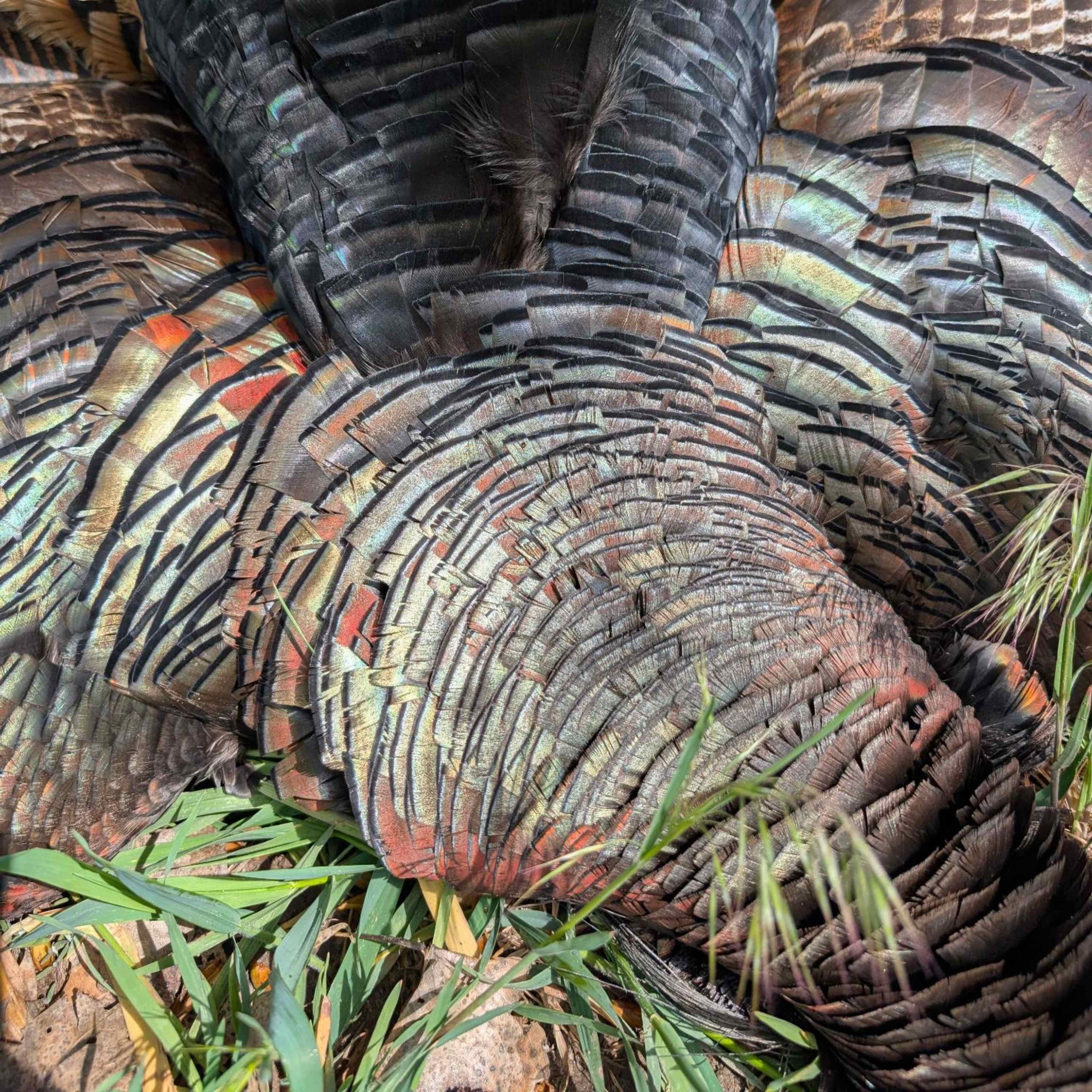 The Corner Spot - Turkey