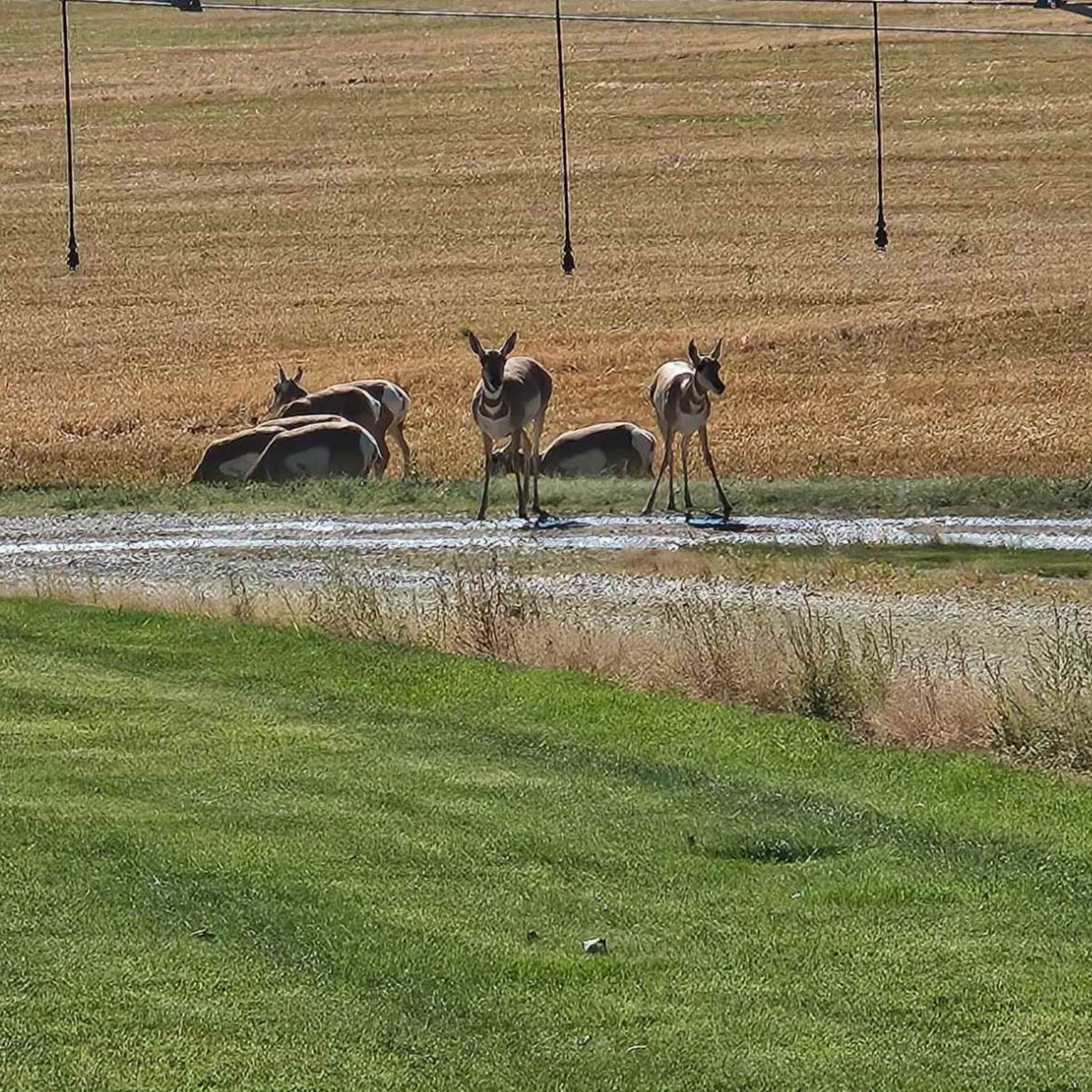 Badger Basin - Deer