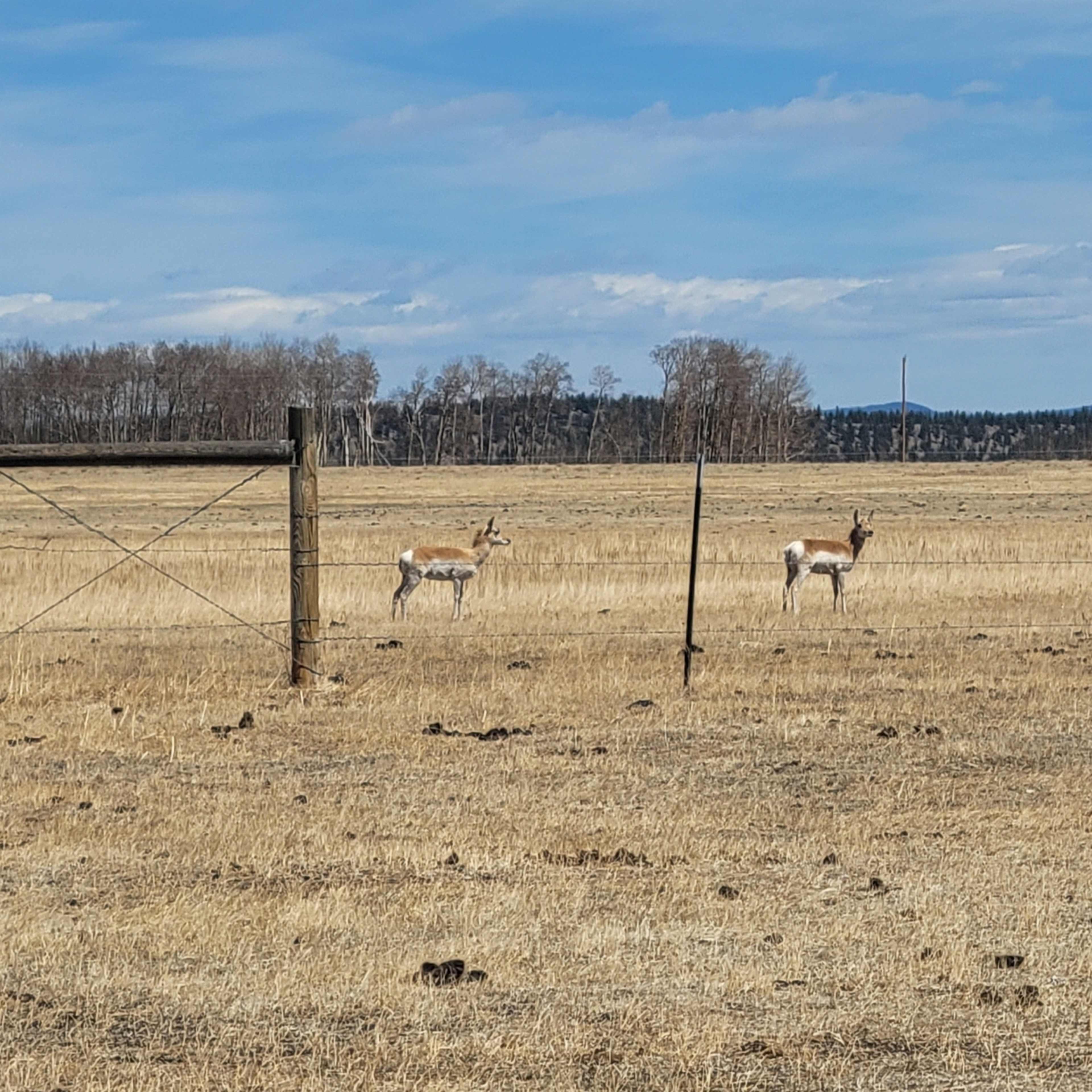 Fourmile Yak Ranch - Antelope Hunt