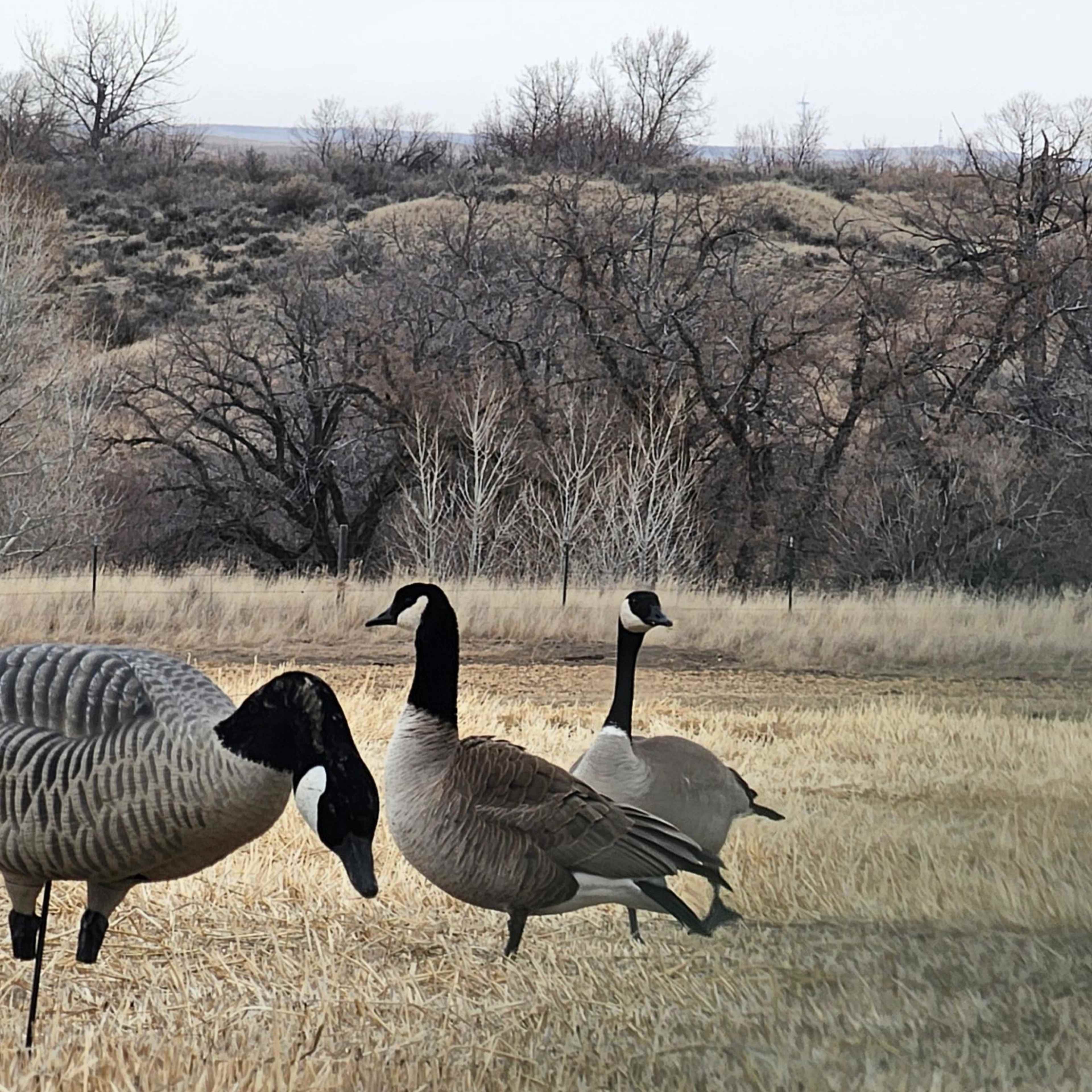 Boxelder Layout Field