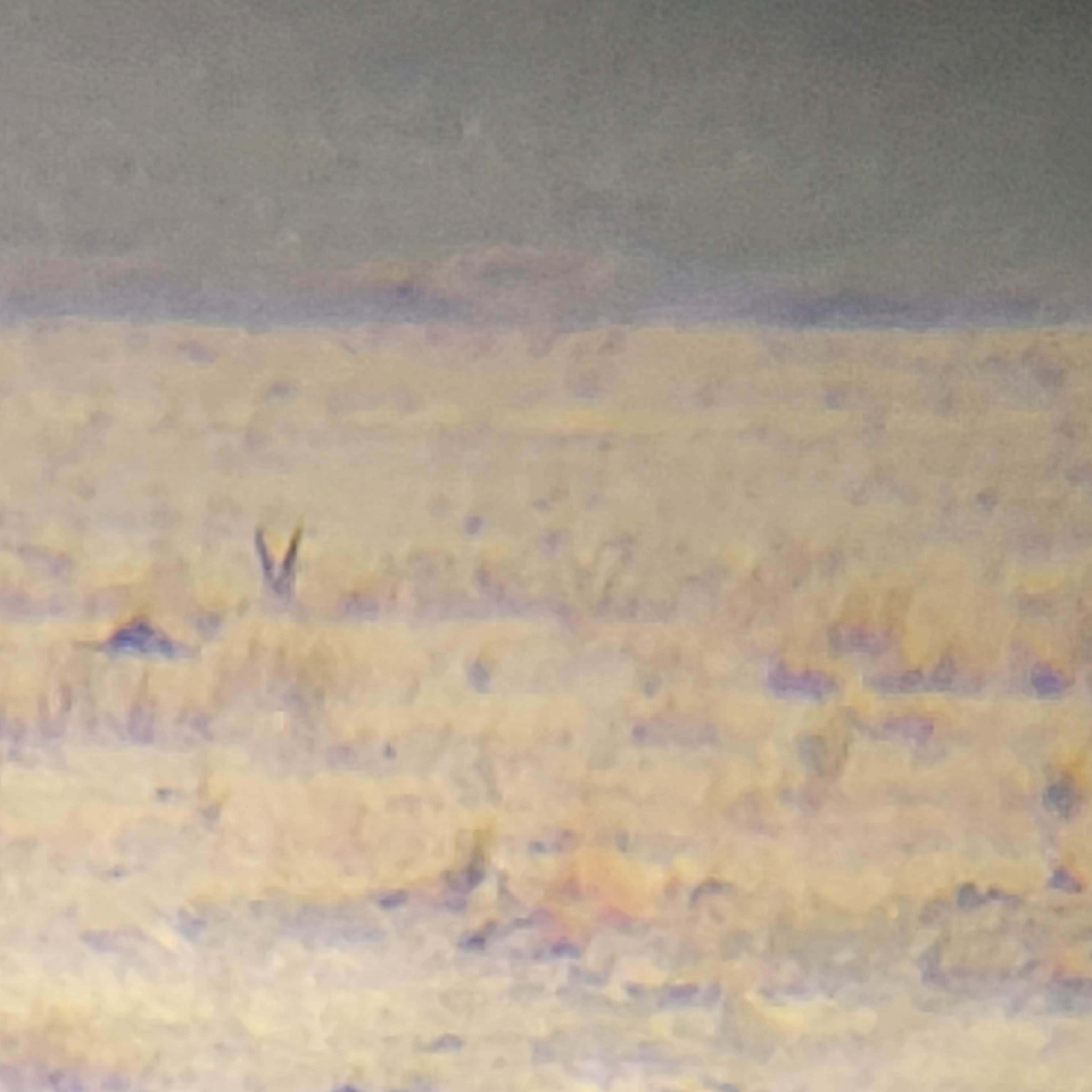 Dry Laramie Ranch East - Pronghorn 
