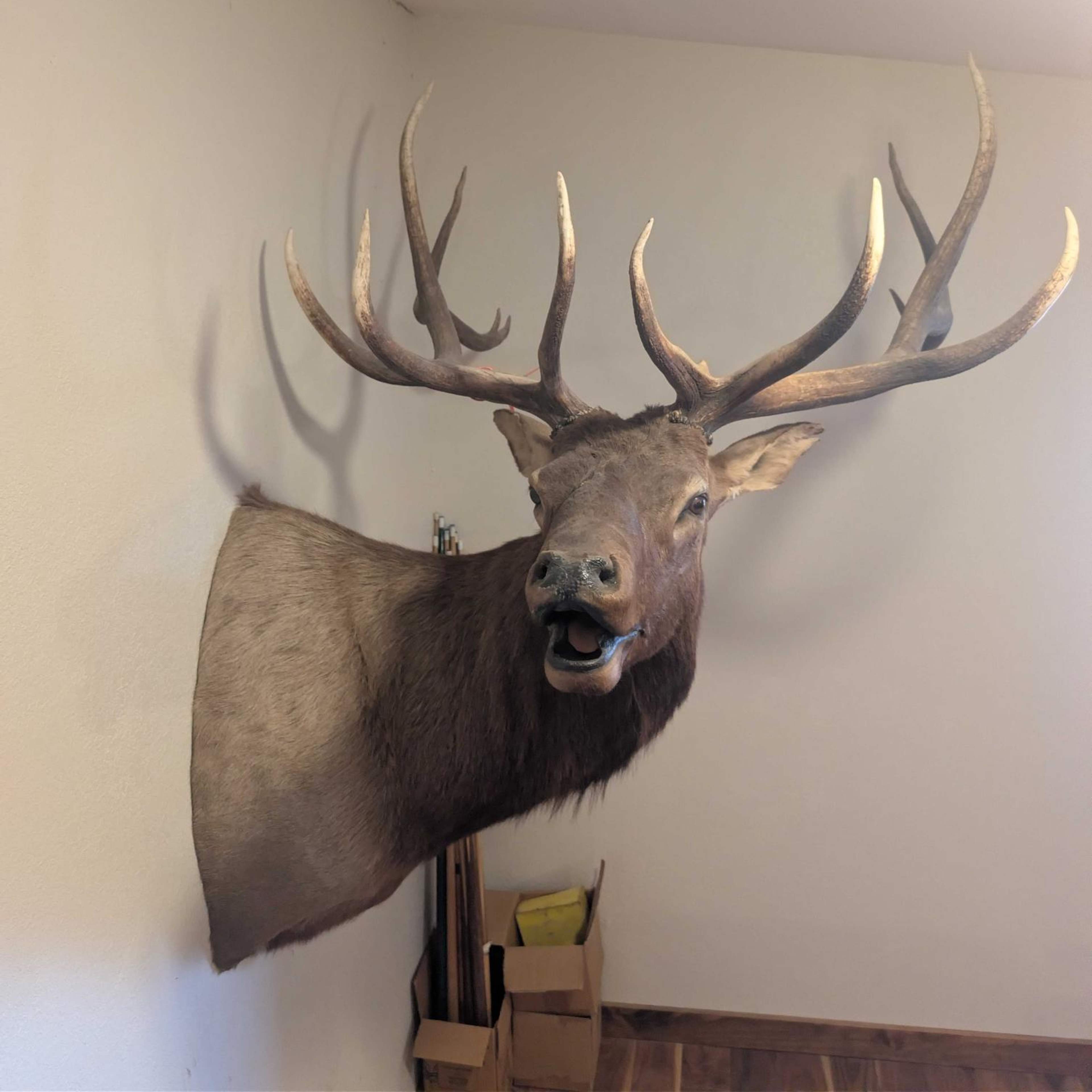 Lazy JF - Bull Elk