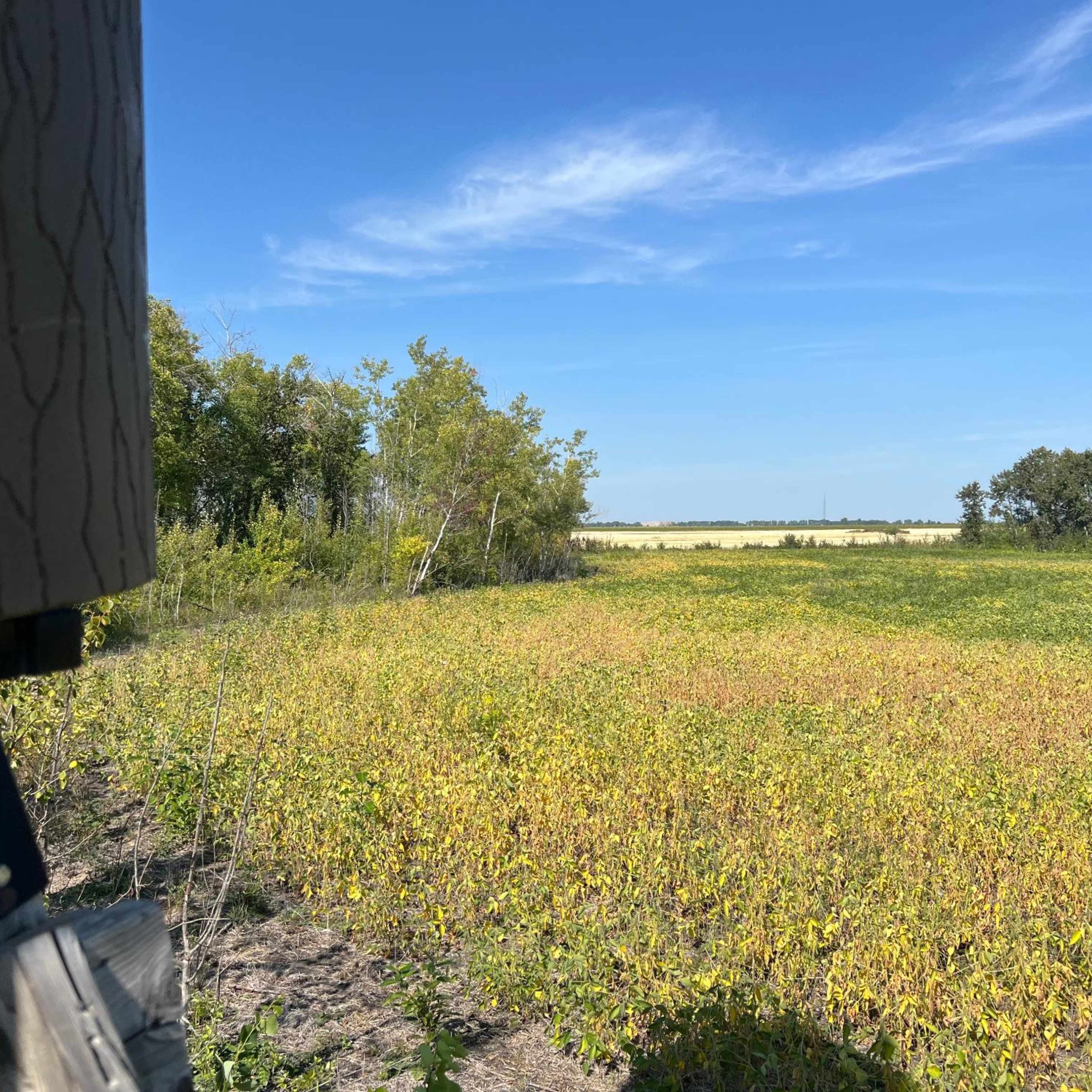 Little Timber Prairie- Waterfowl