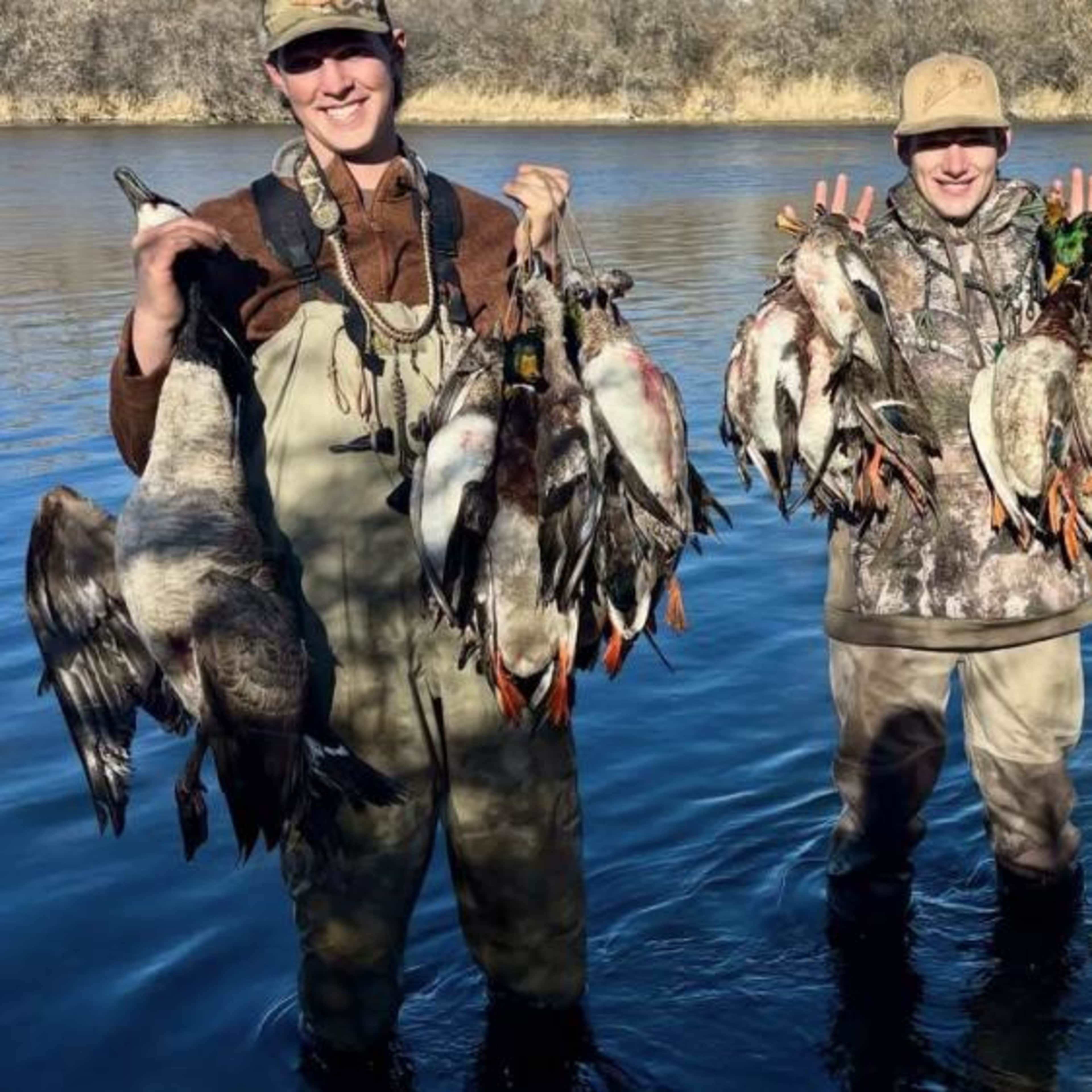 Bighorn Drakes - Waterfowl
