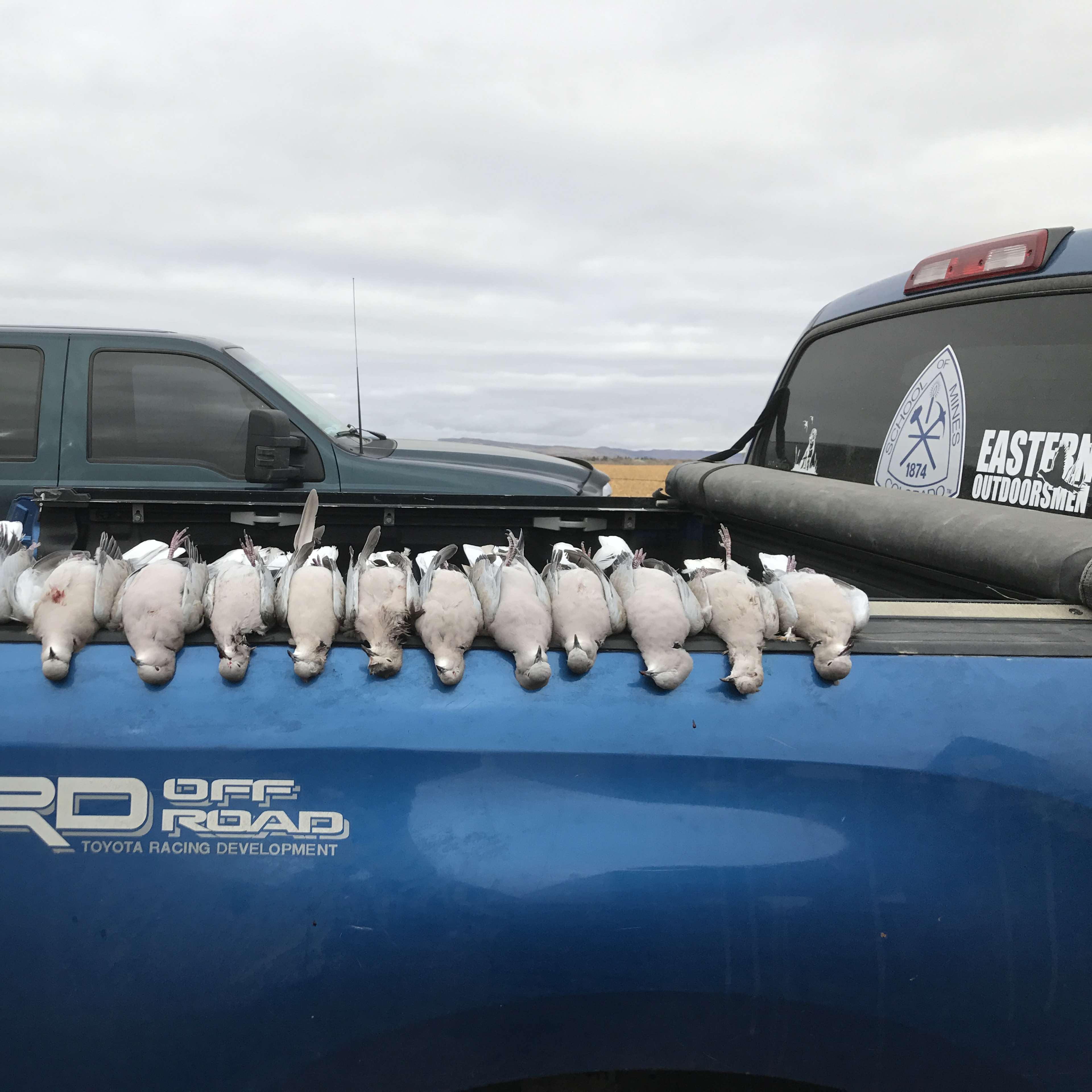 Midline - Dove