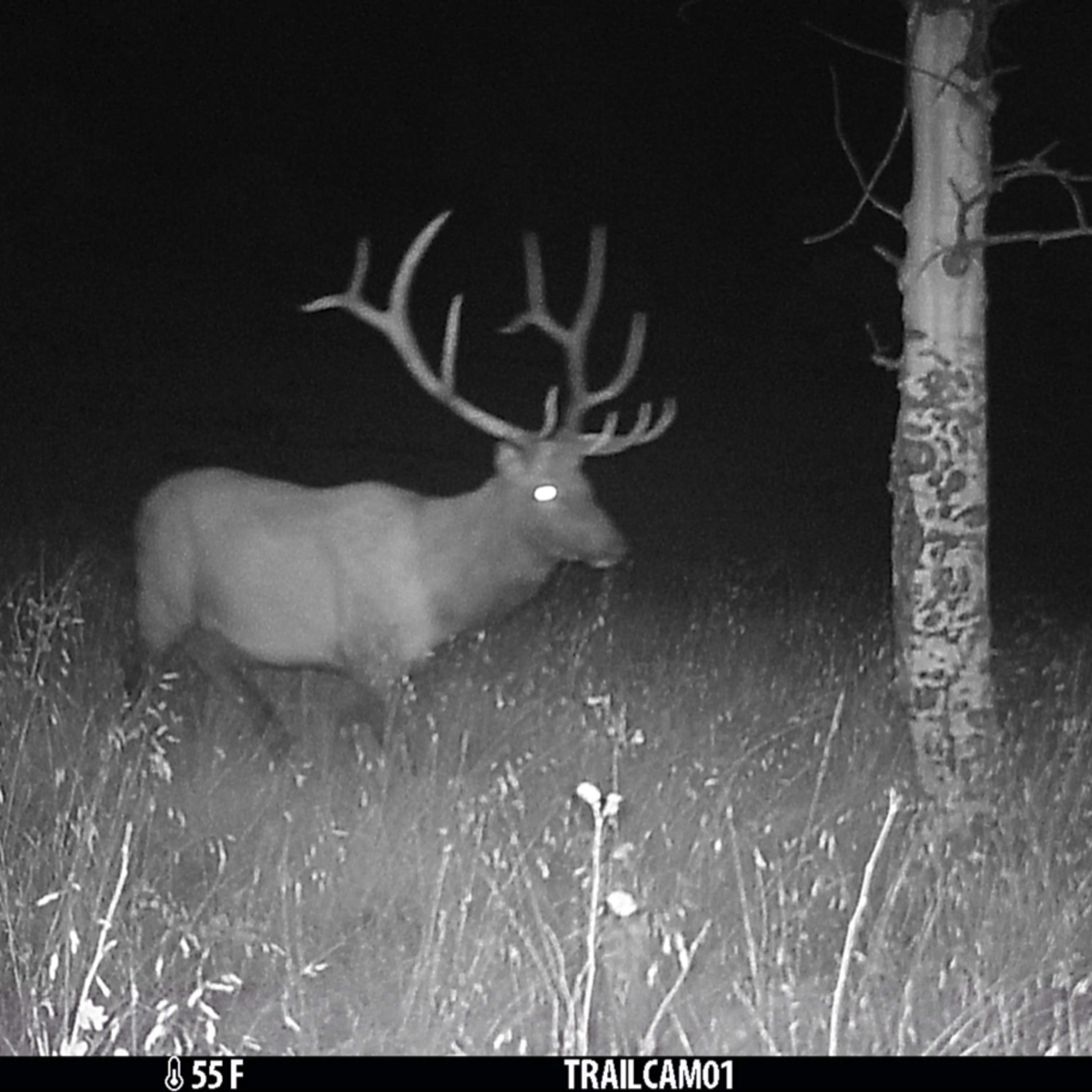 Da Cabin - Big Game + Lodging (3 Person Minimum)