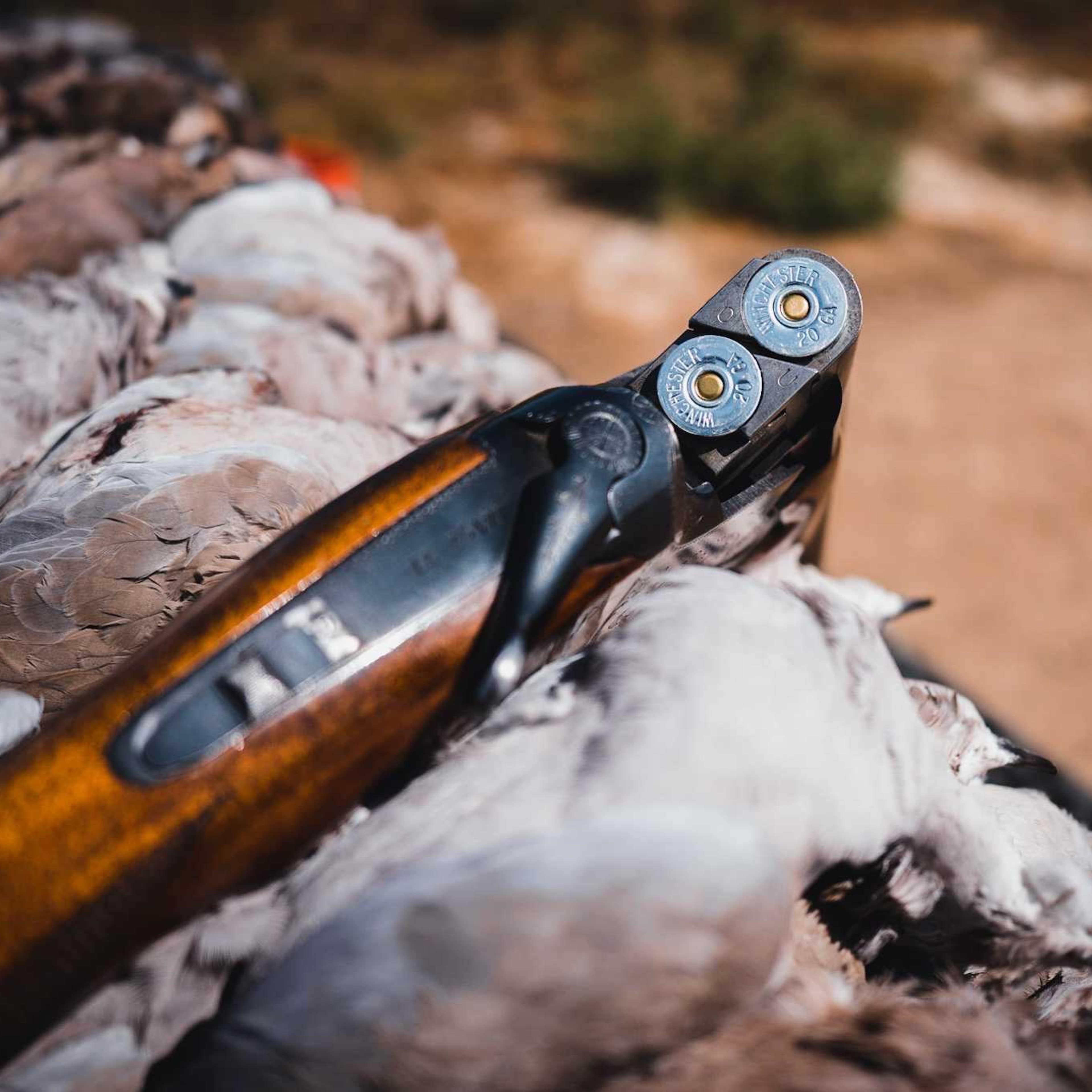Sand Creek - Dove
