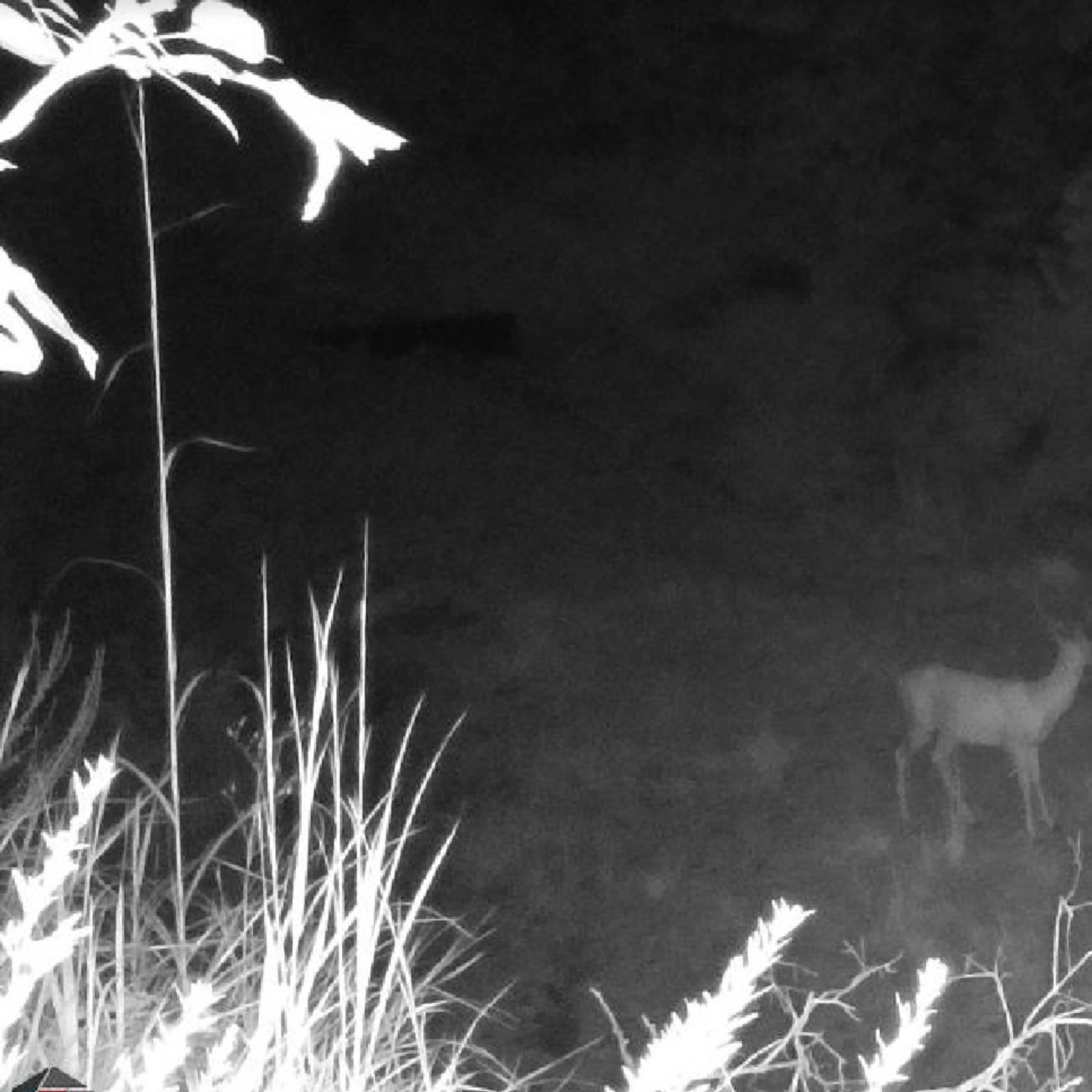 Deer Haven - Whitetail
