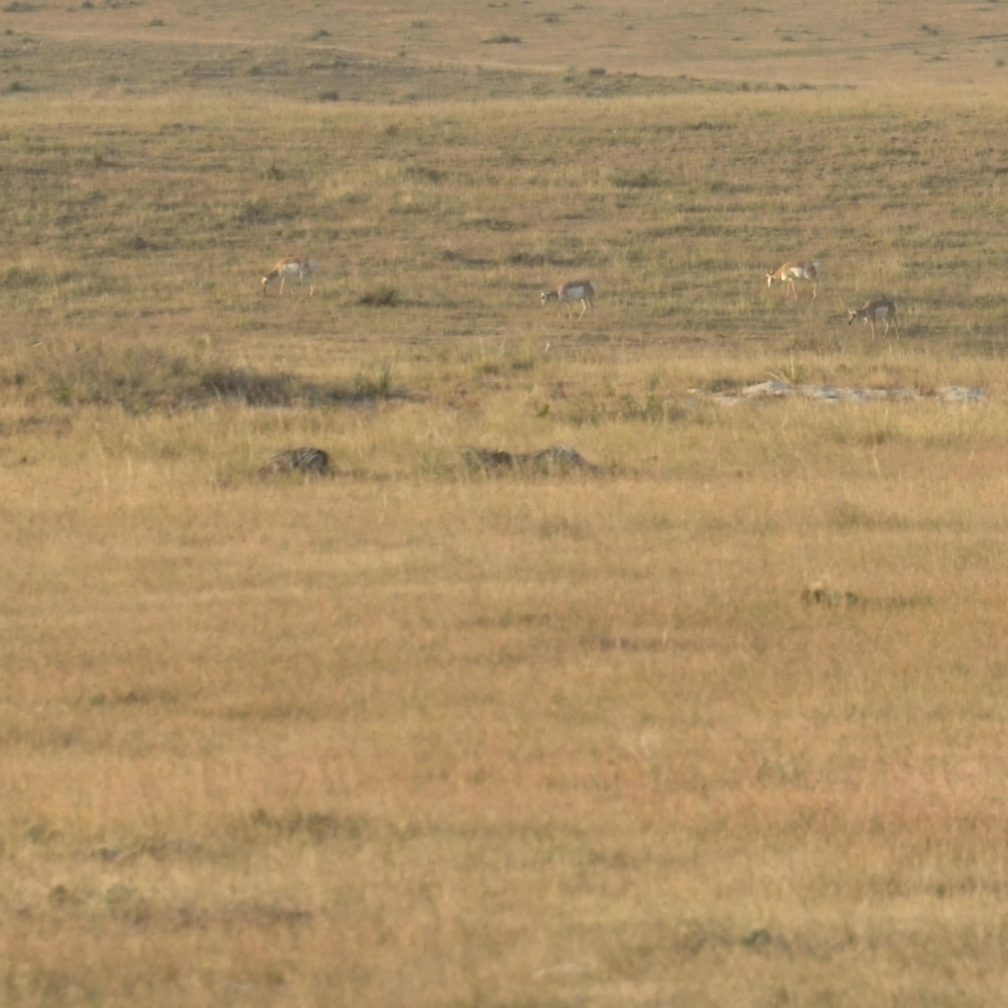 North Bear #2 - Pronghorn Doe