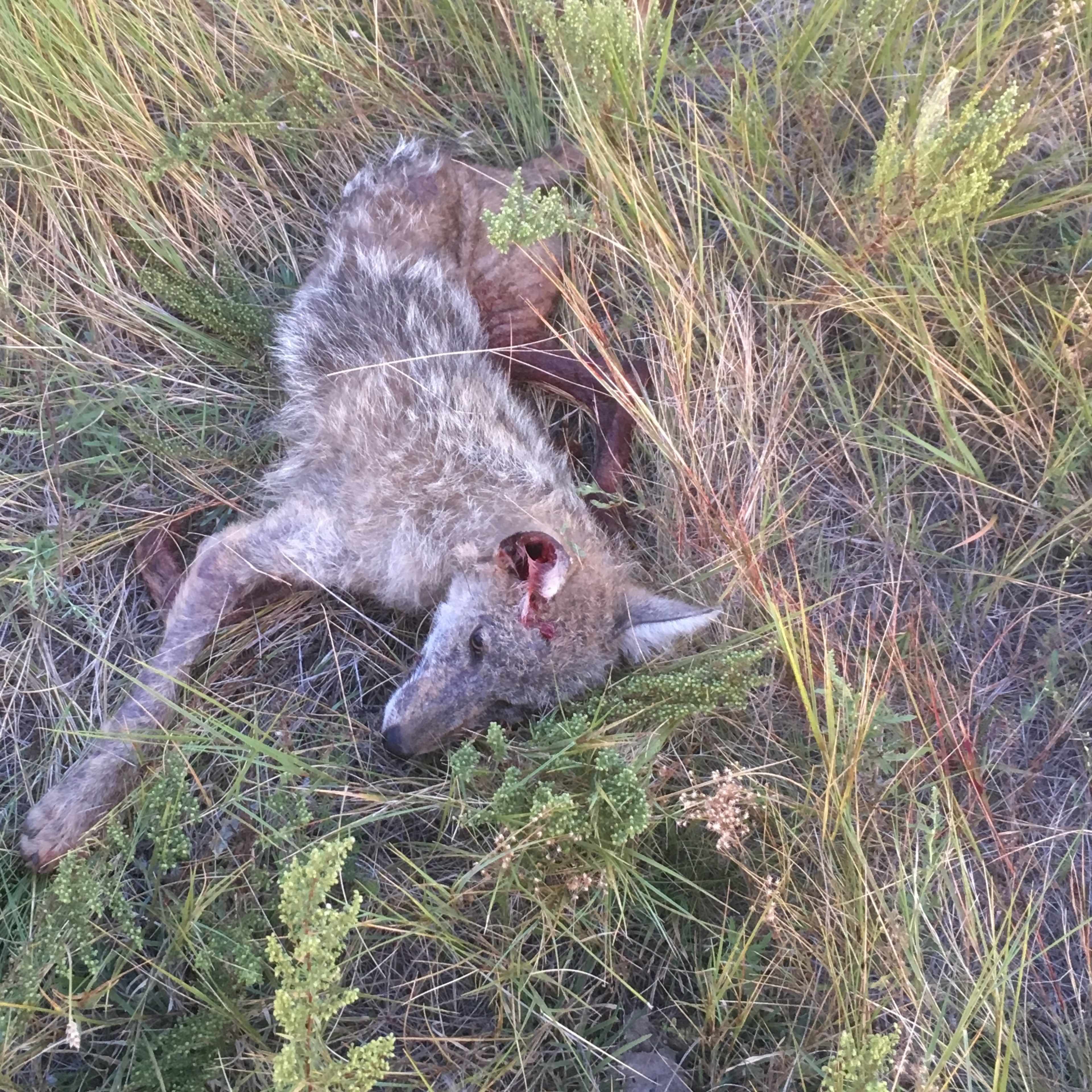 Hereford Haven - Varmint