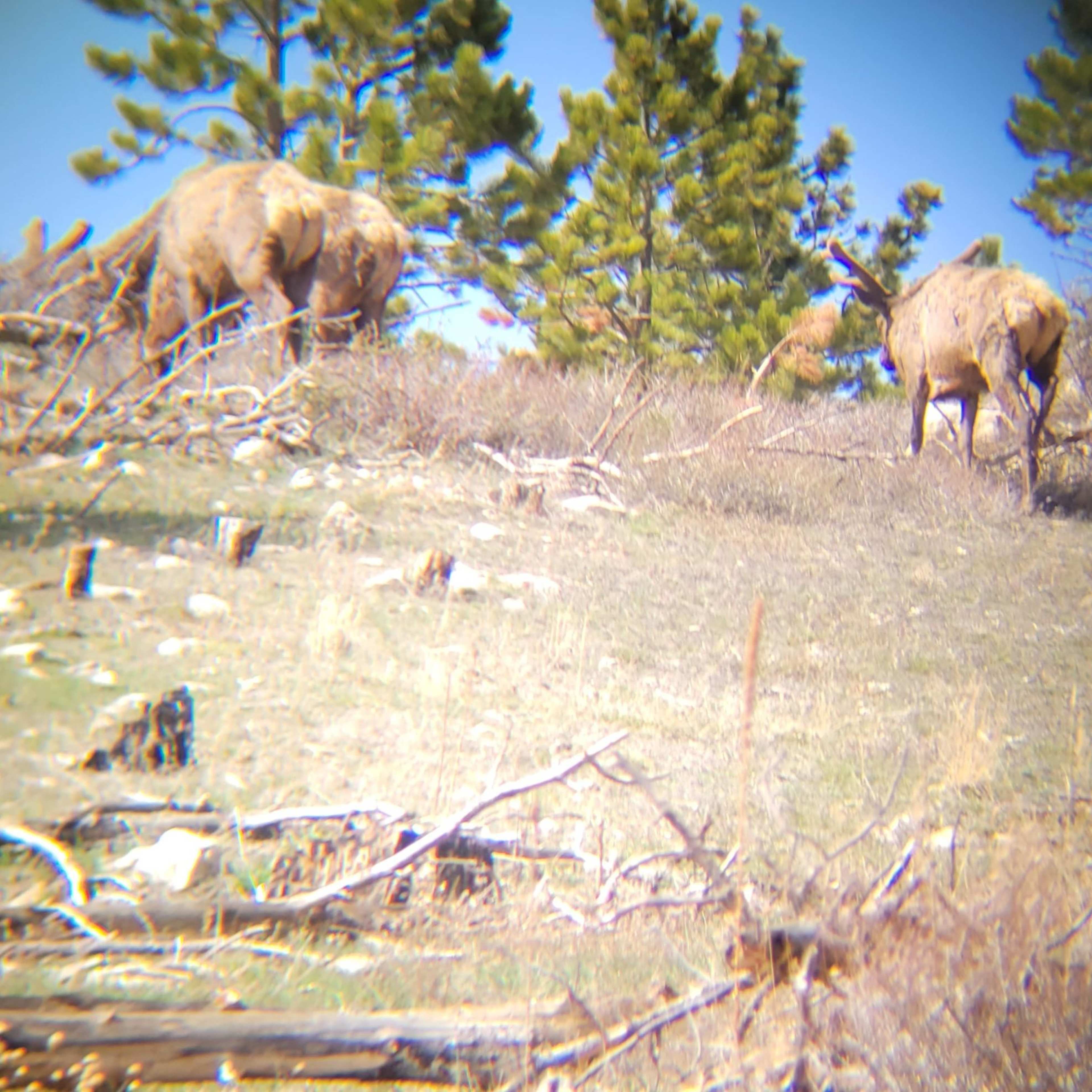 Laramie Peak Ranch North - Late Season Bull Elk