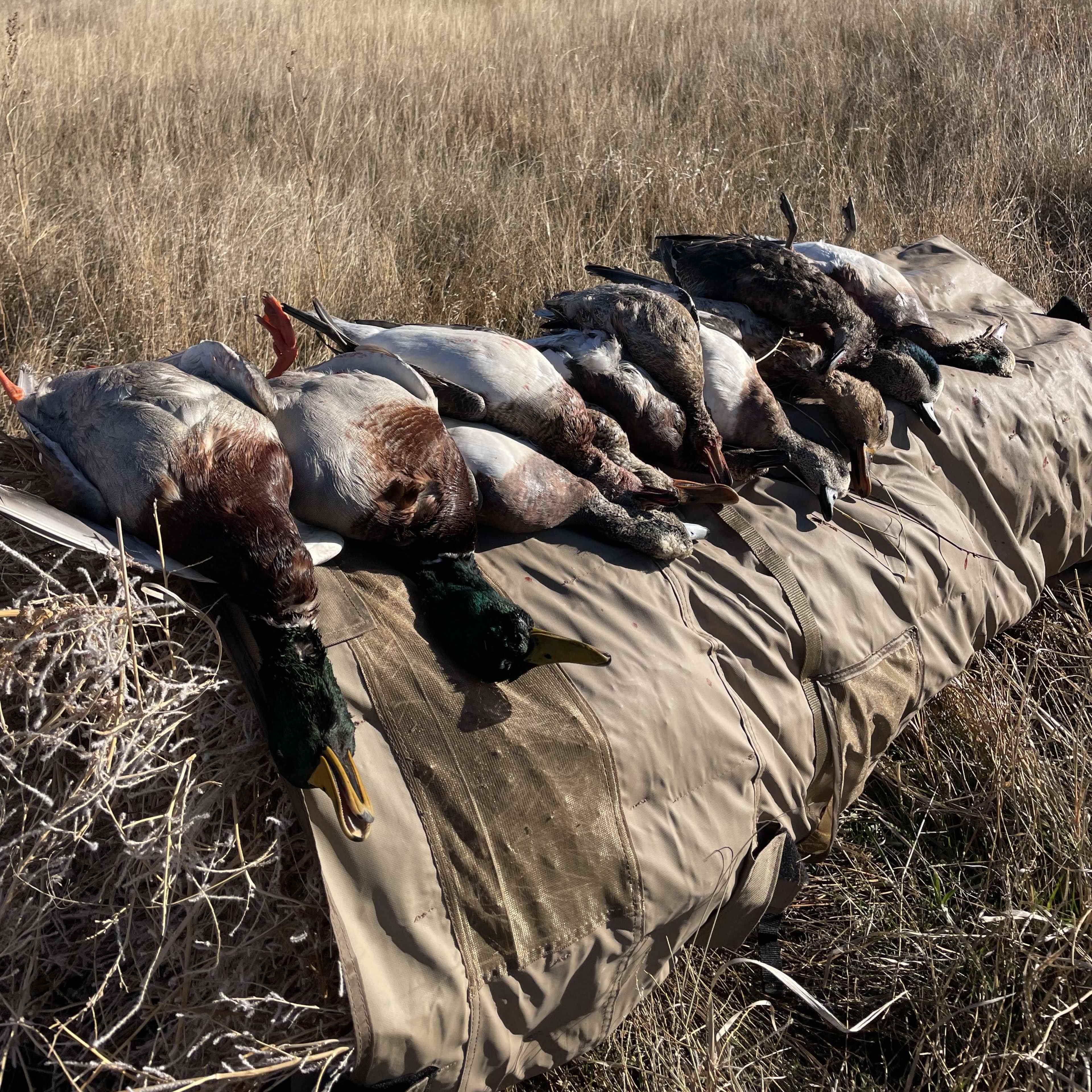 I-25 Waterfowl
