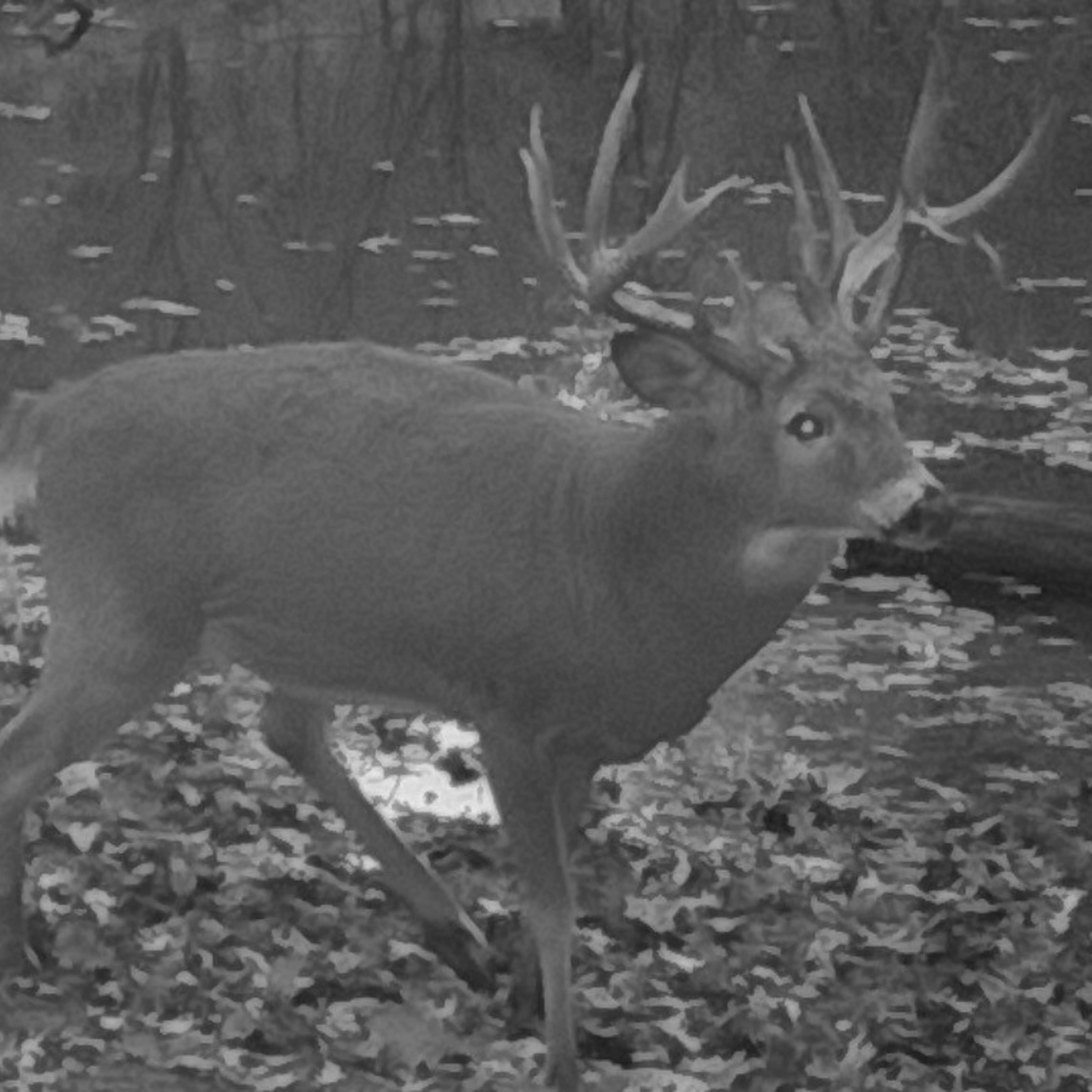 Elk Creek Deer - Deer