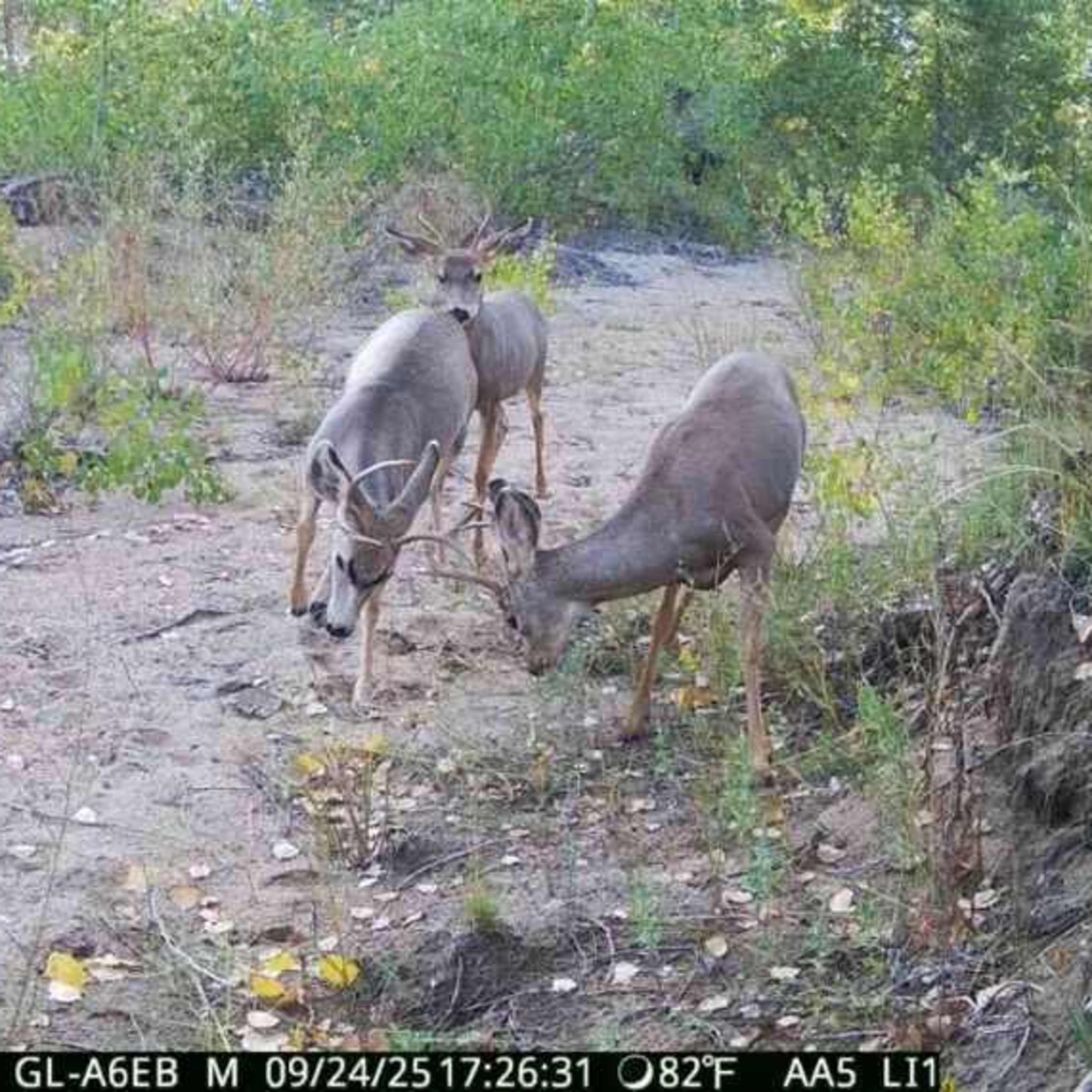 East Bijou - Mule Deer Doe