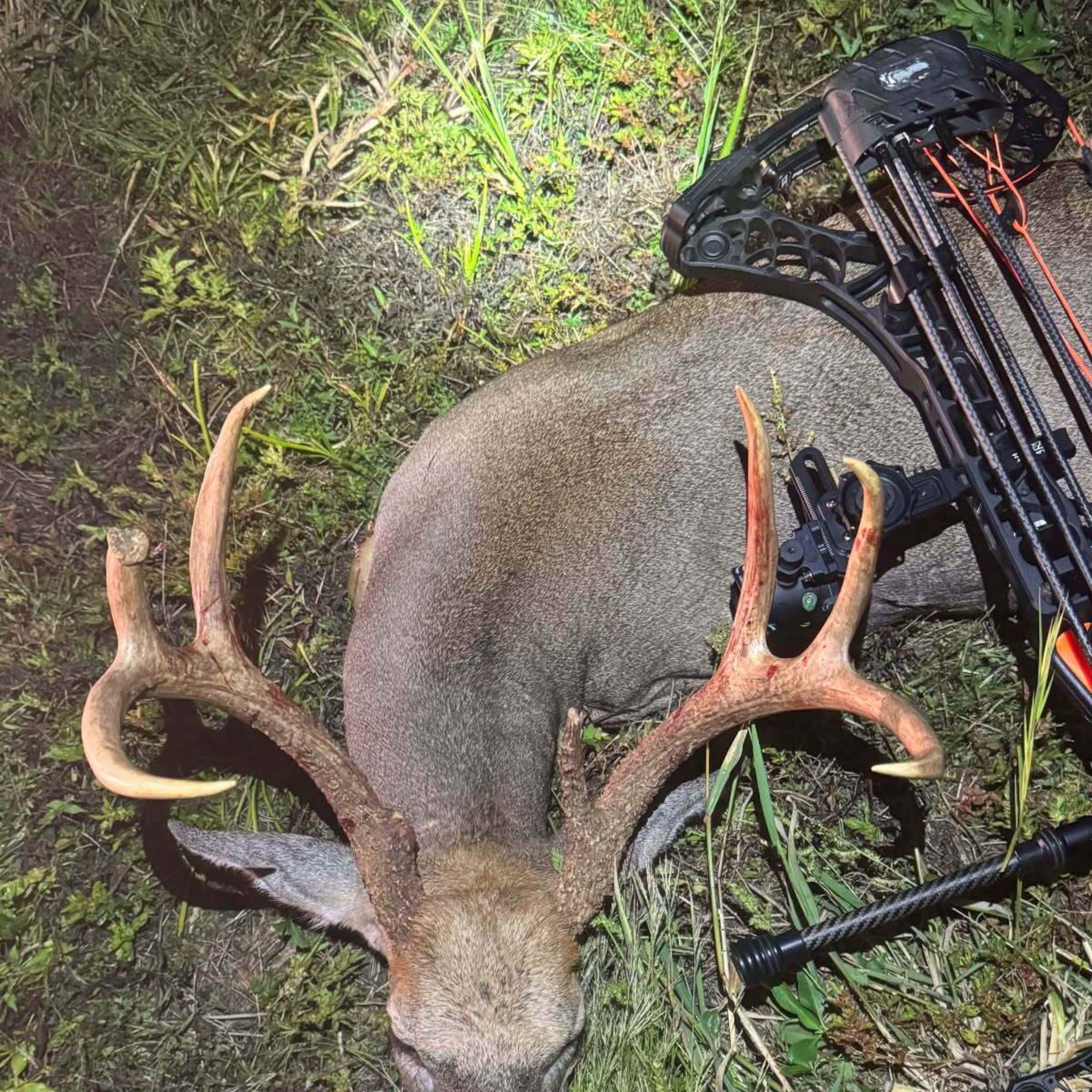 Dix River Bend- Whitetail Deer (Archery)