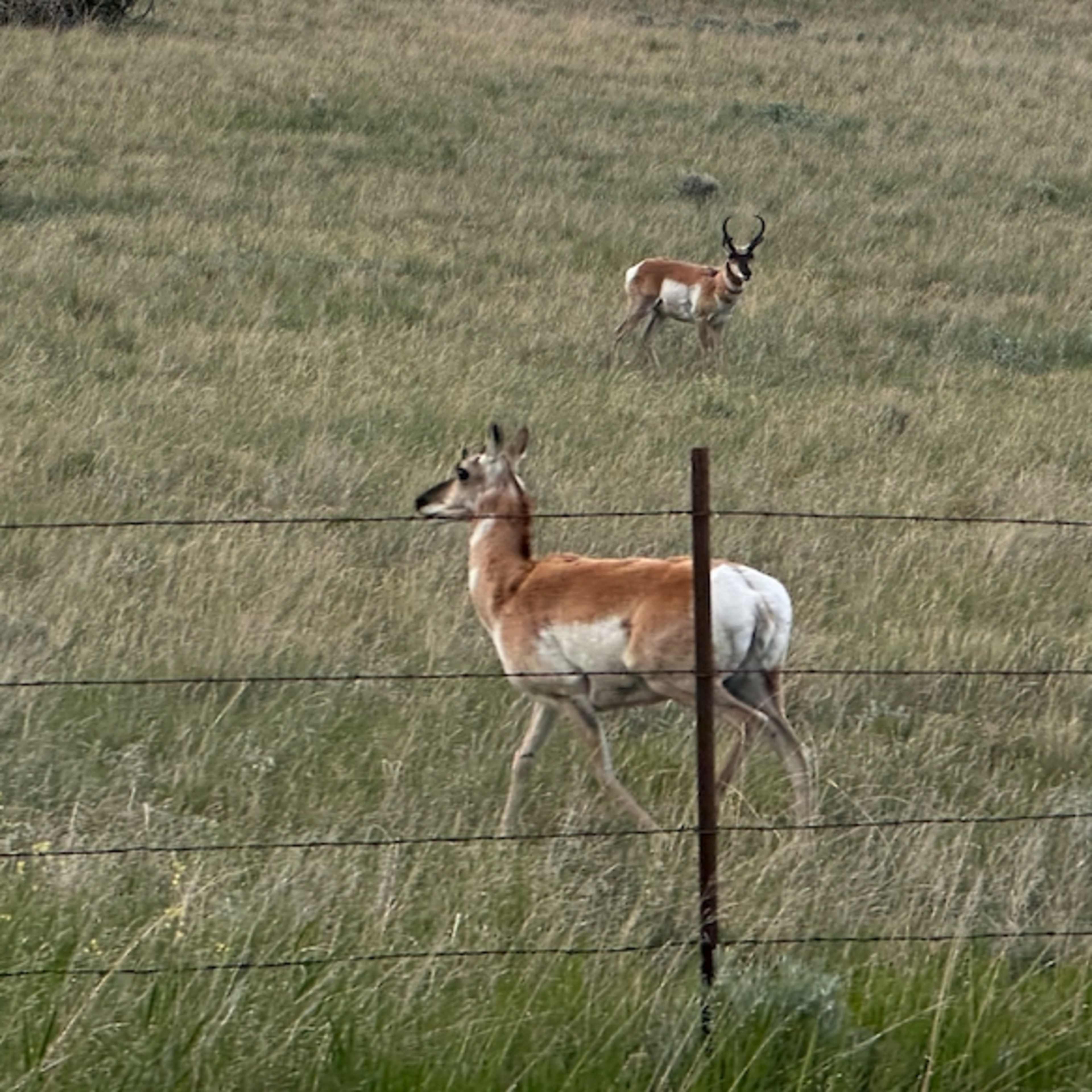 Bristol - Pronghorn Doe