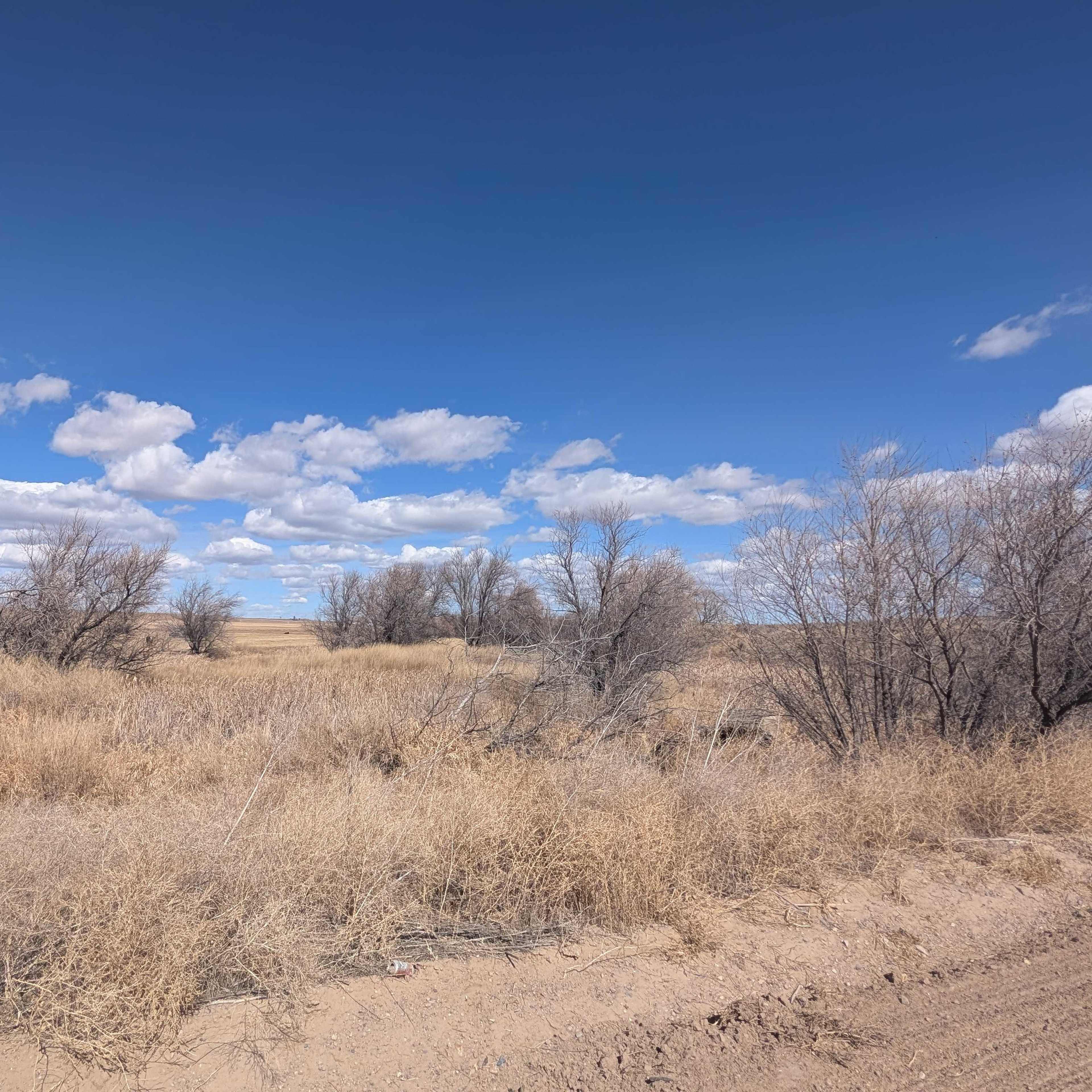 Spotted Tail Farm -Dove