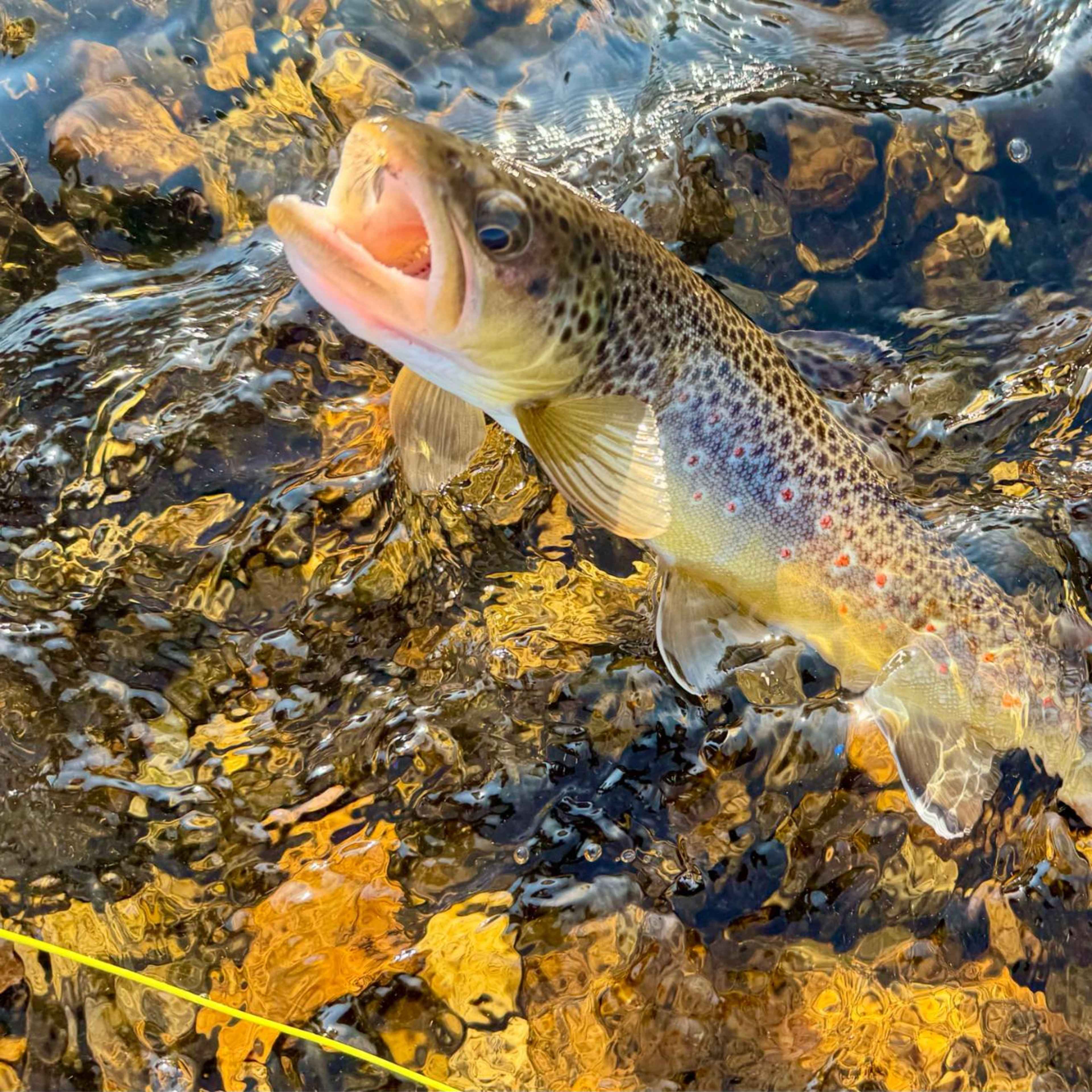Serene South Platte River