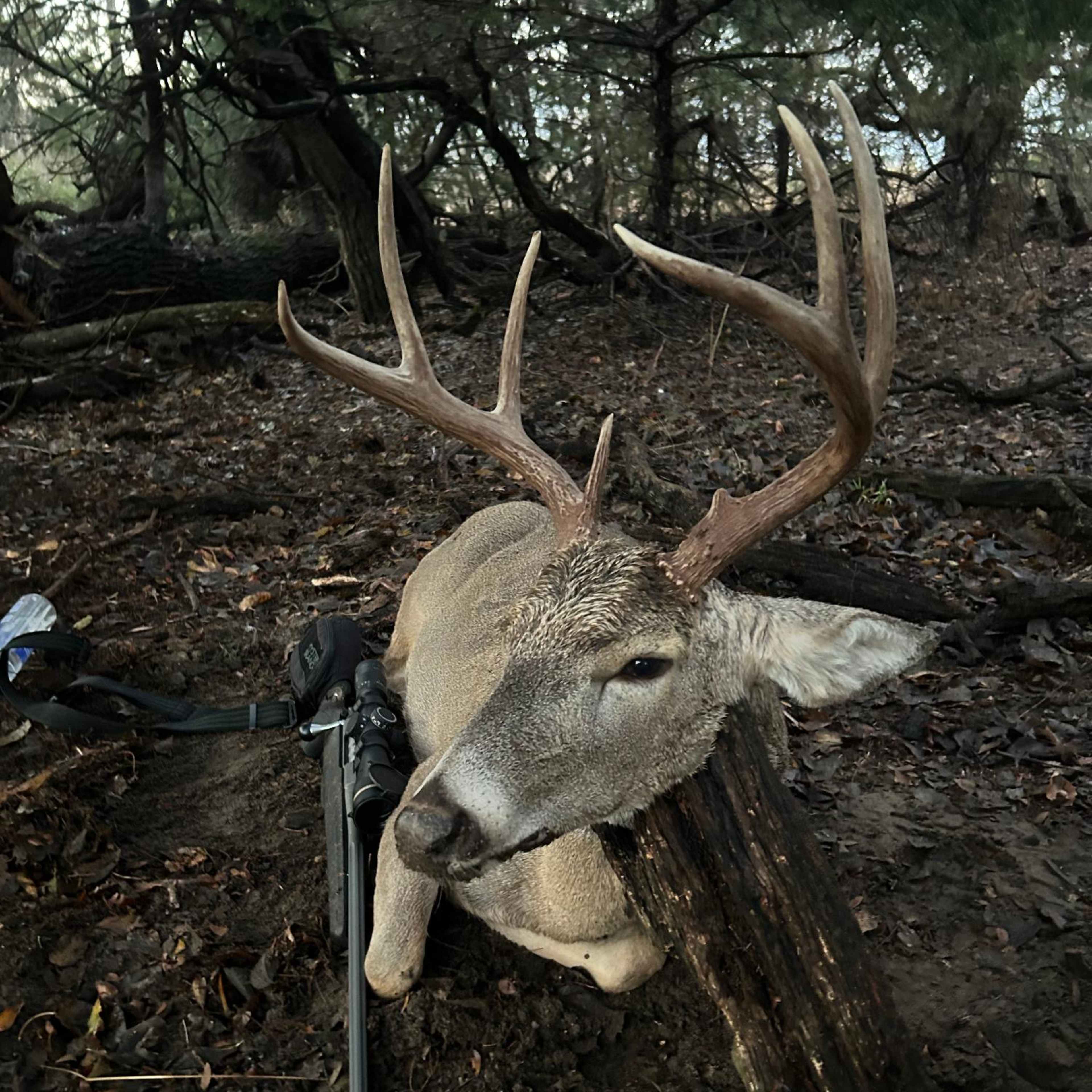 Latimer Whitetail 