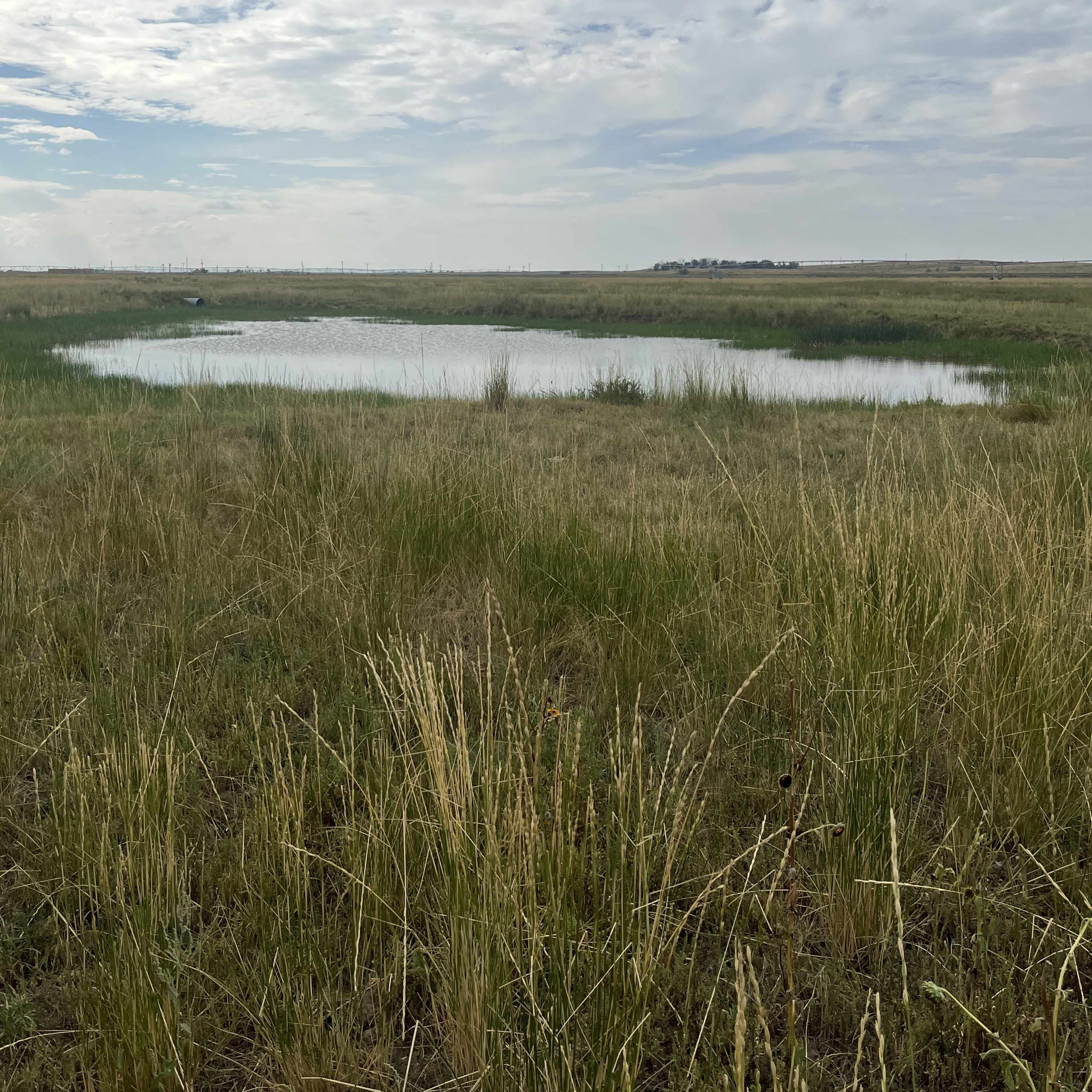 Solitary Pond - Waterfowl