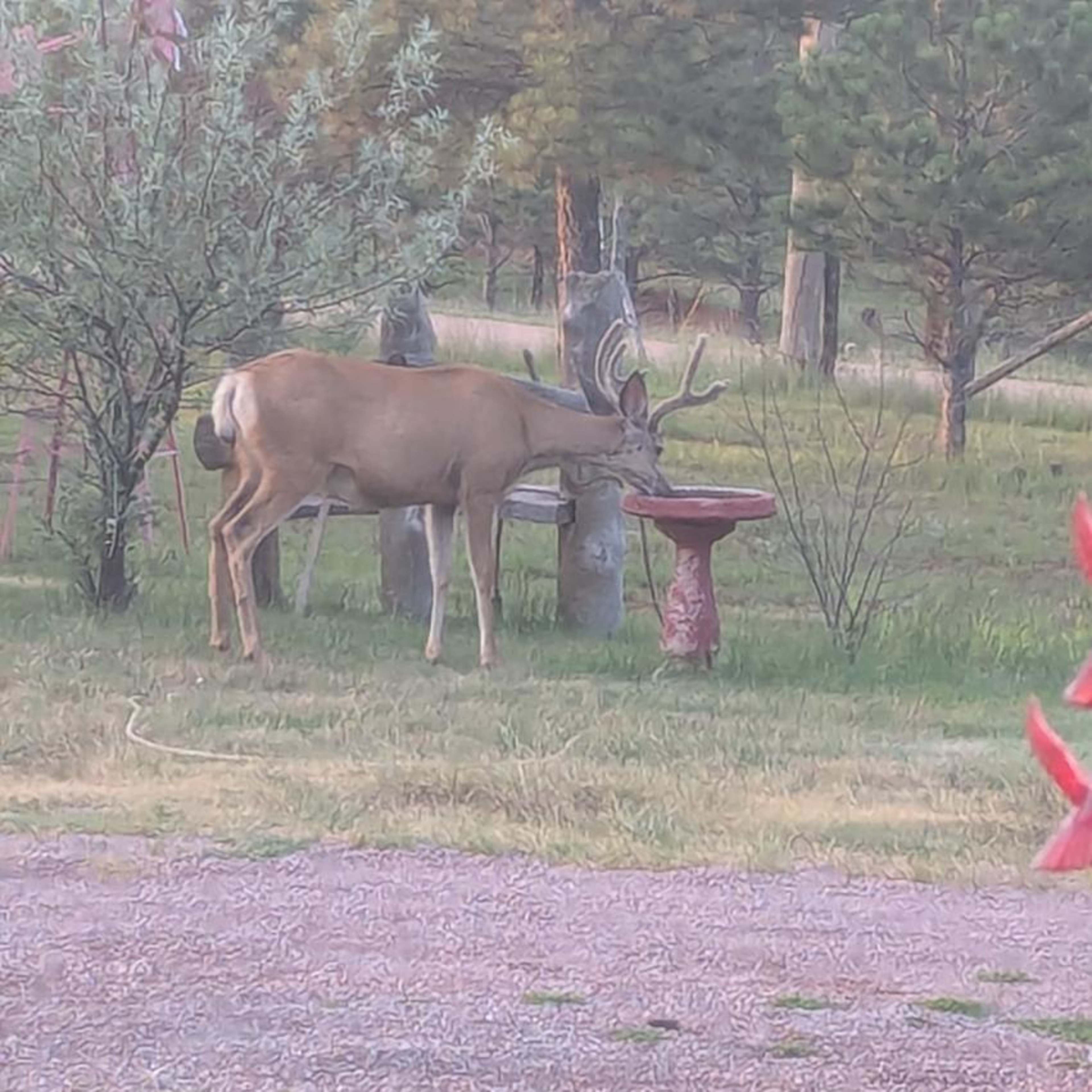 Cottonwood Springs - Deer  Firearm)