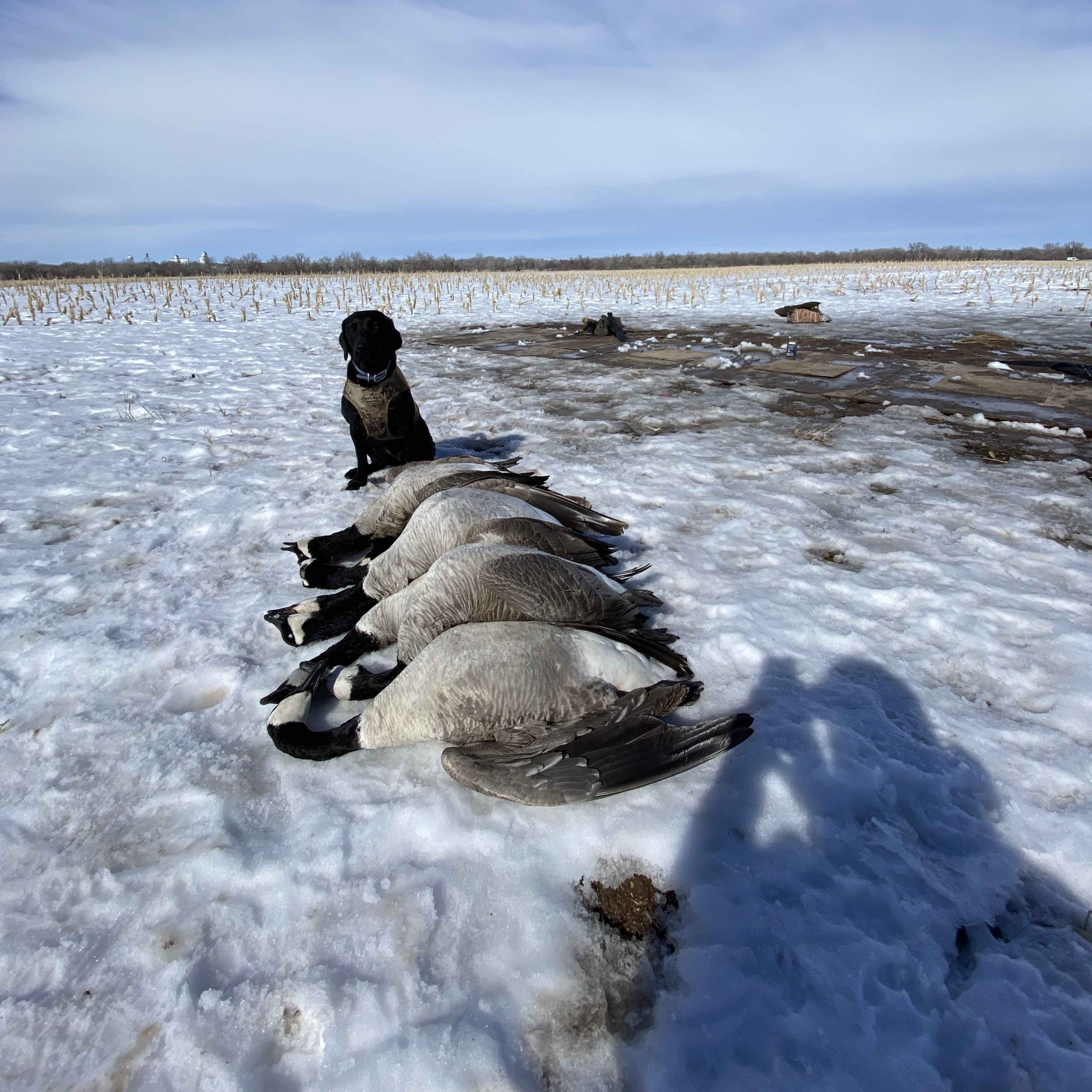 Platte Flats - Waterfowl