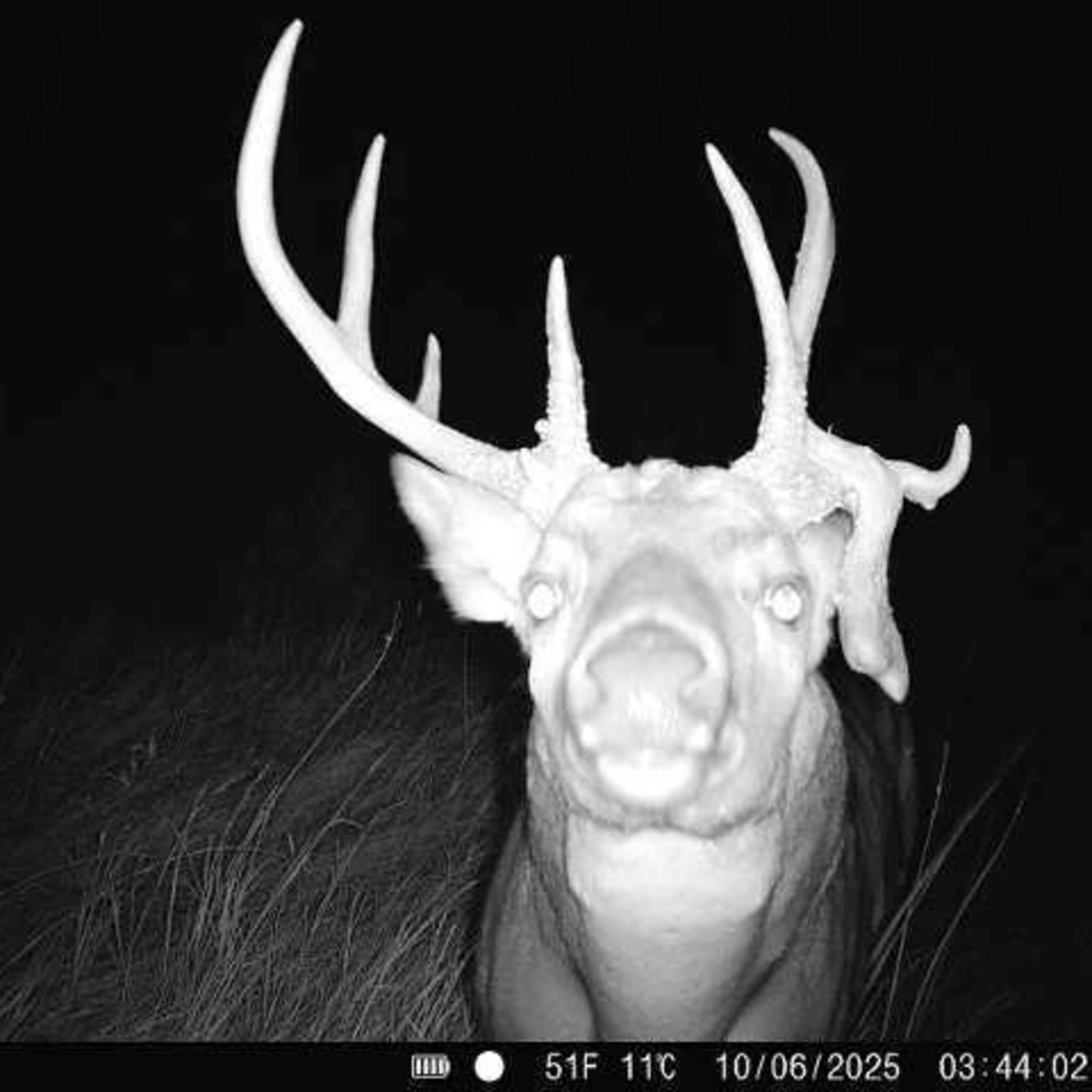 Arkansas Valley Buck - Whitetail