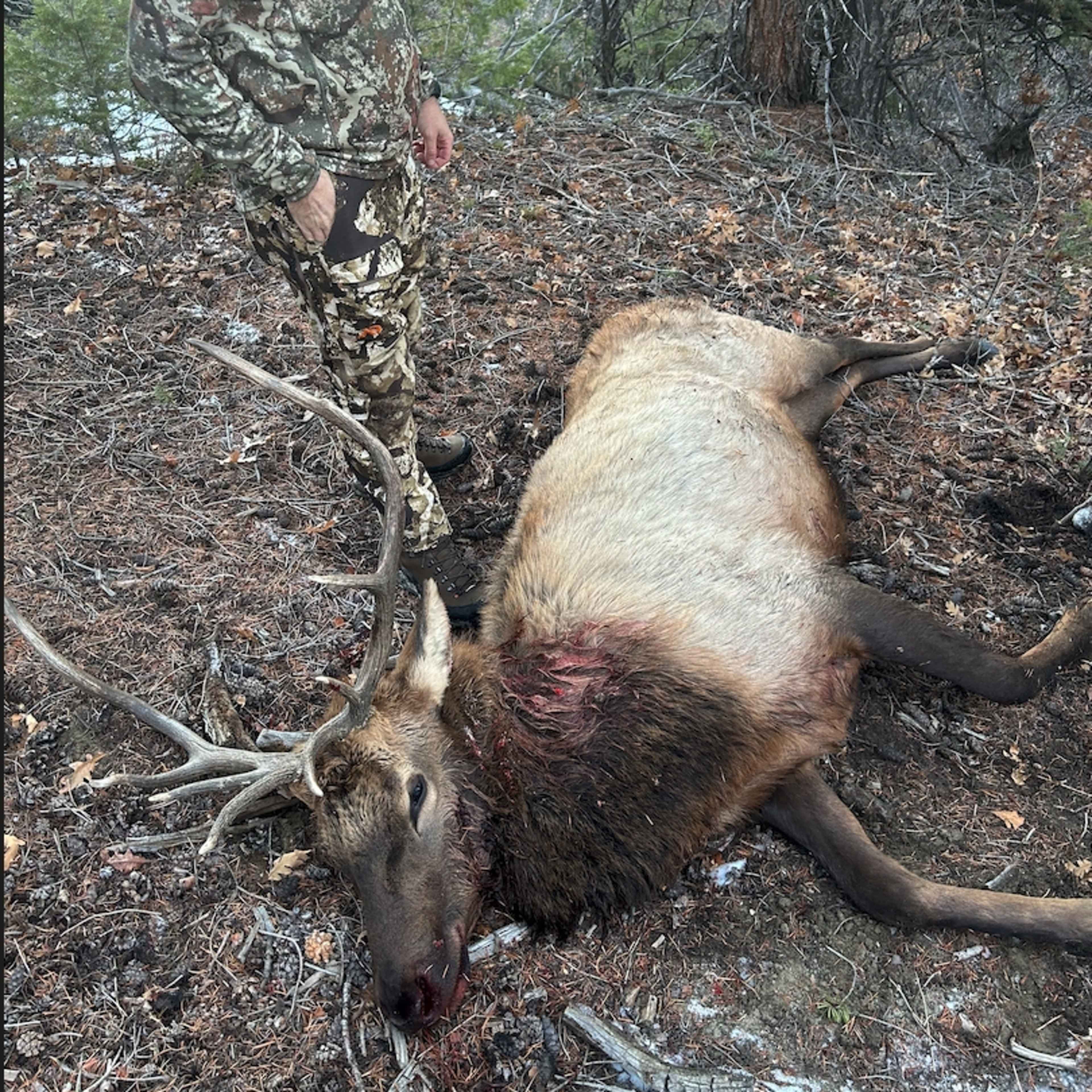 Escarpment Peak Archery Elk