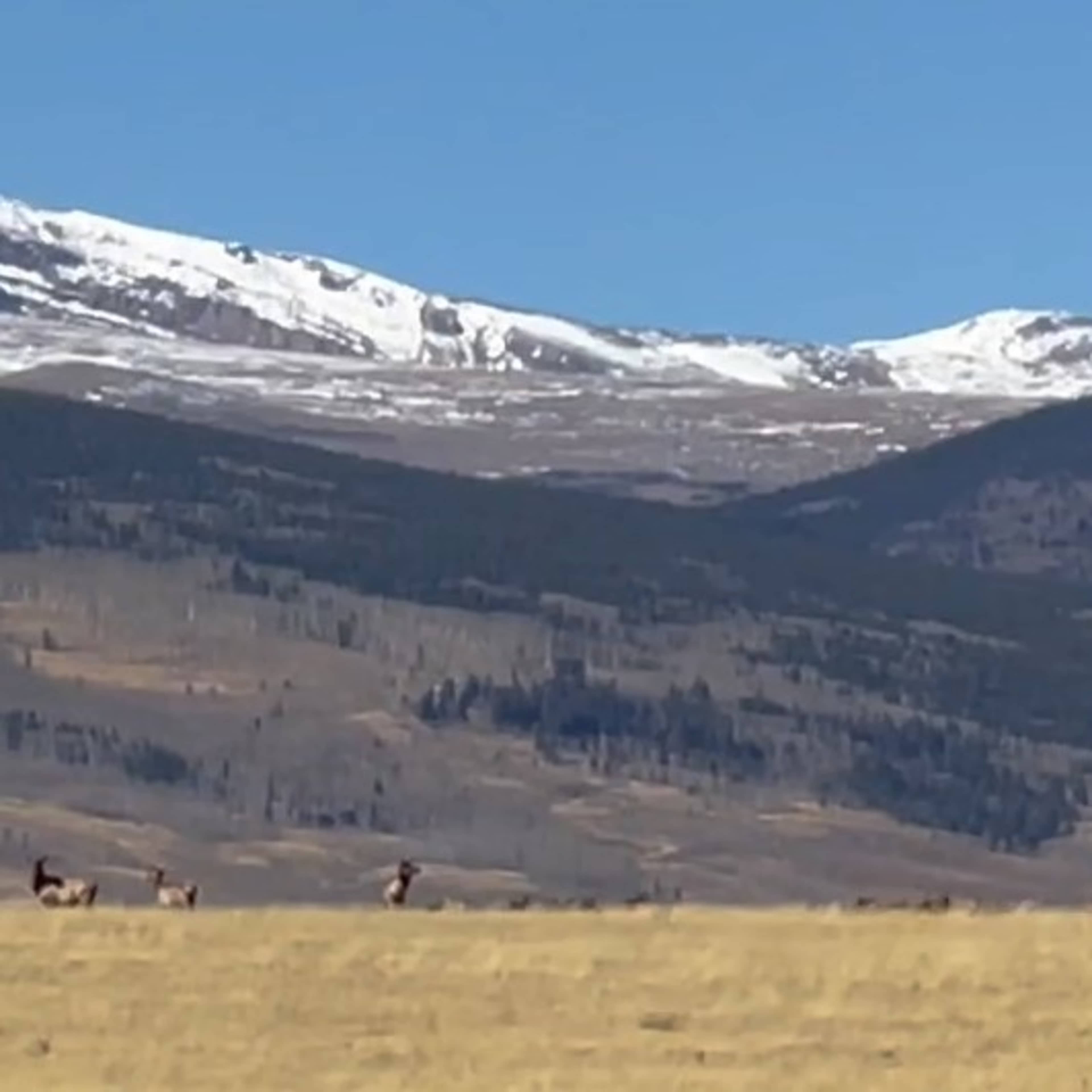 Bronlow Ditch - Pronghorn