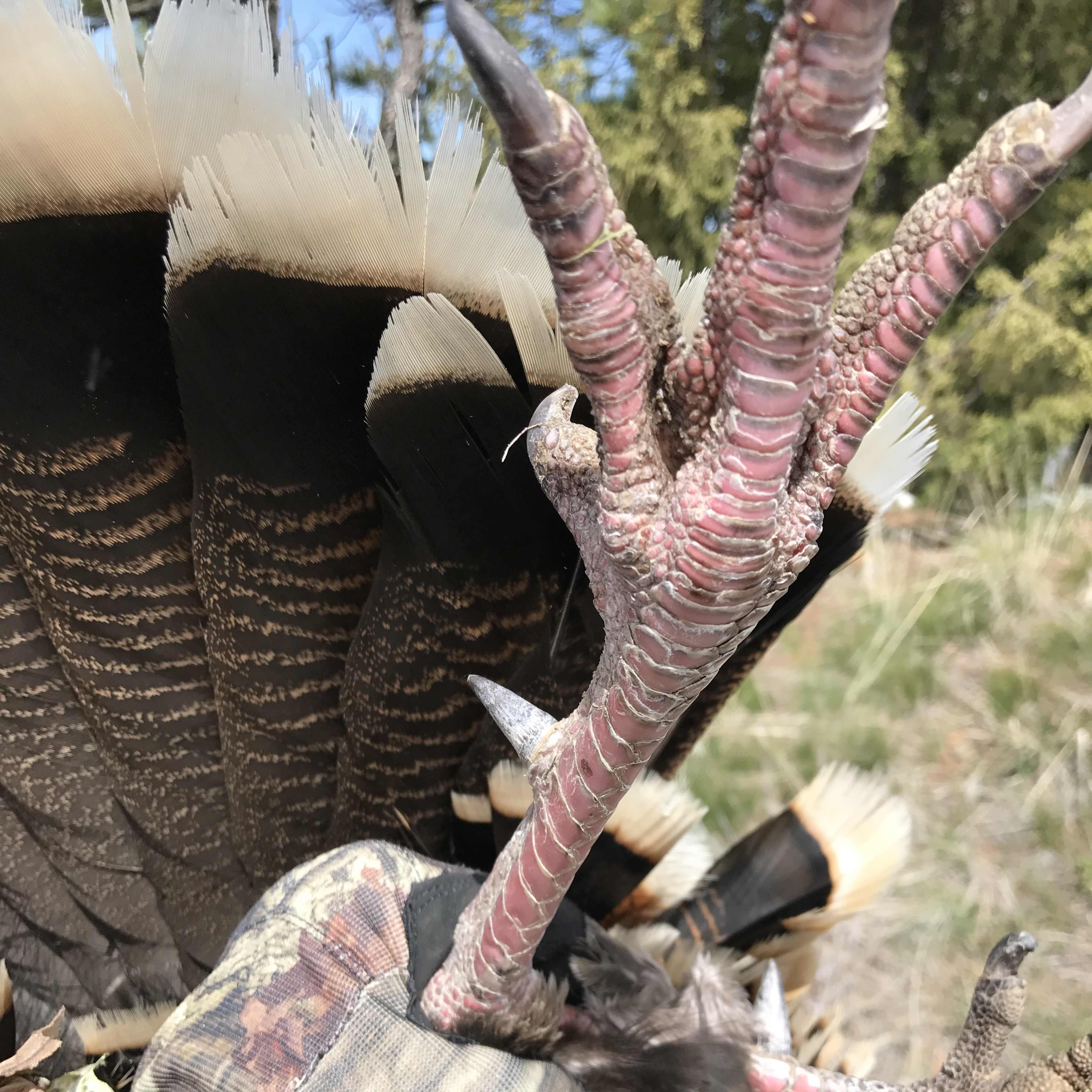 Black Hills Turkey South