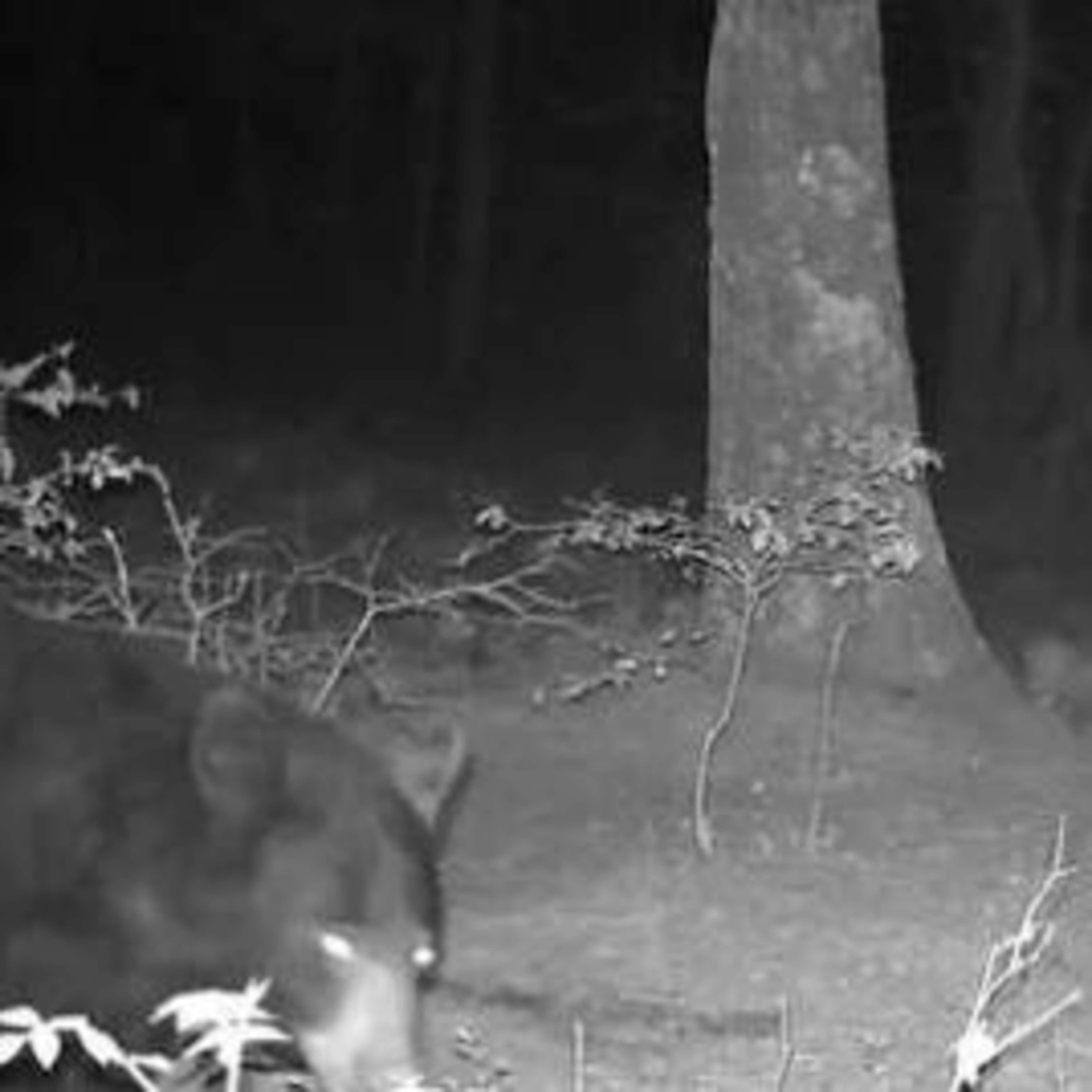Old Glory Hunting Preserve - Black Bear (Rifle) 4 Day Hunt
