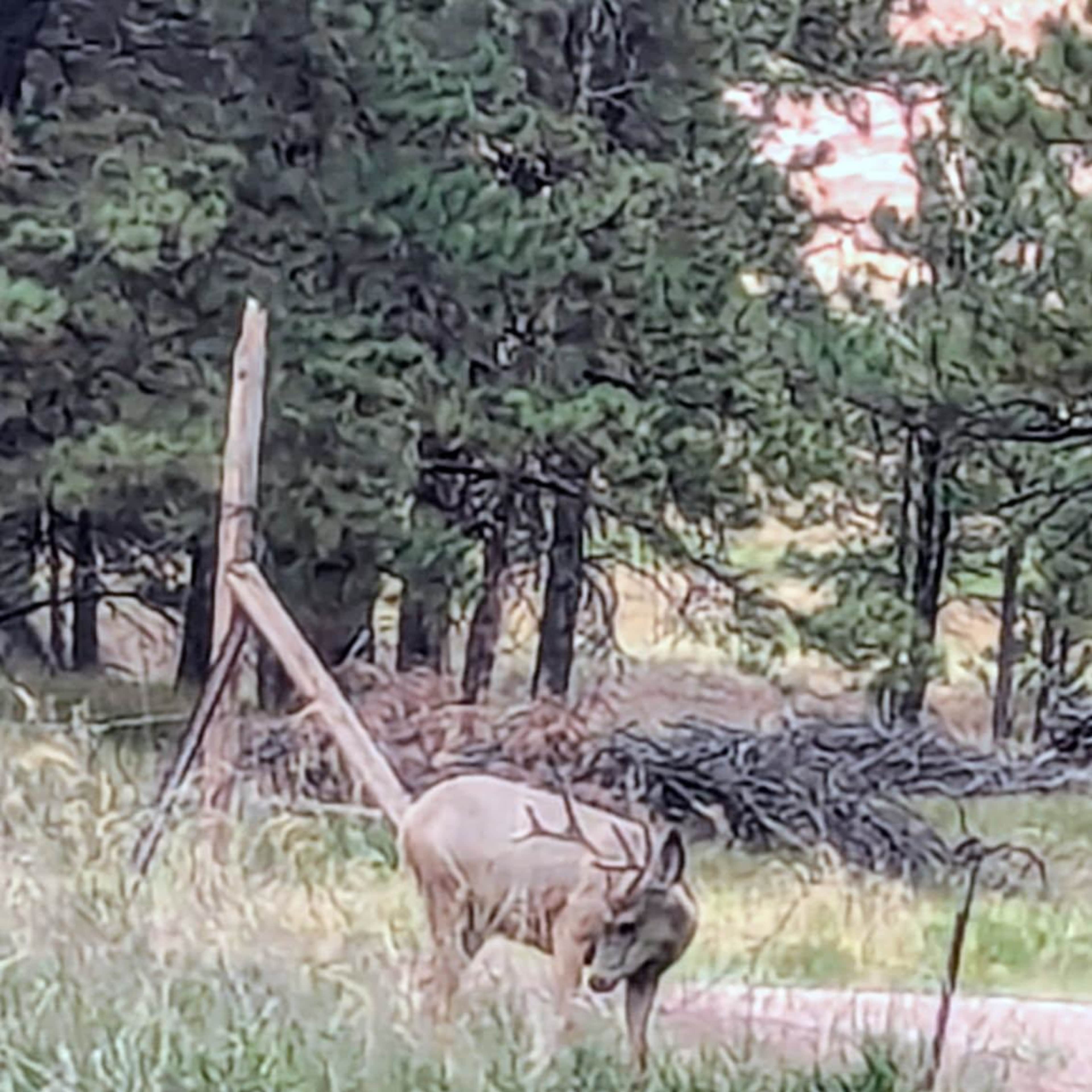 Cottonwood Springs - Deer  (Archery)