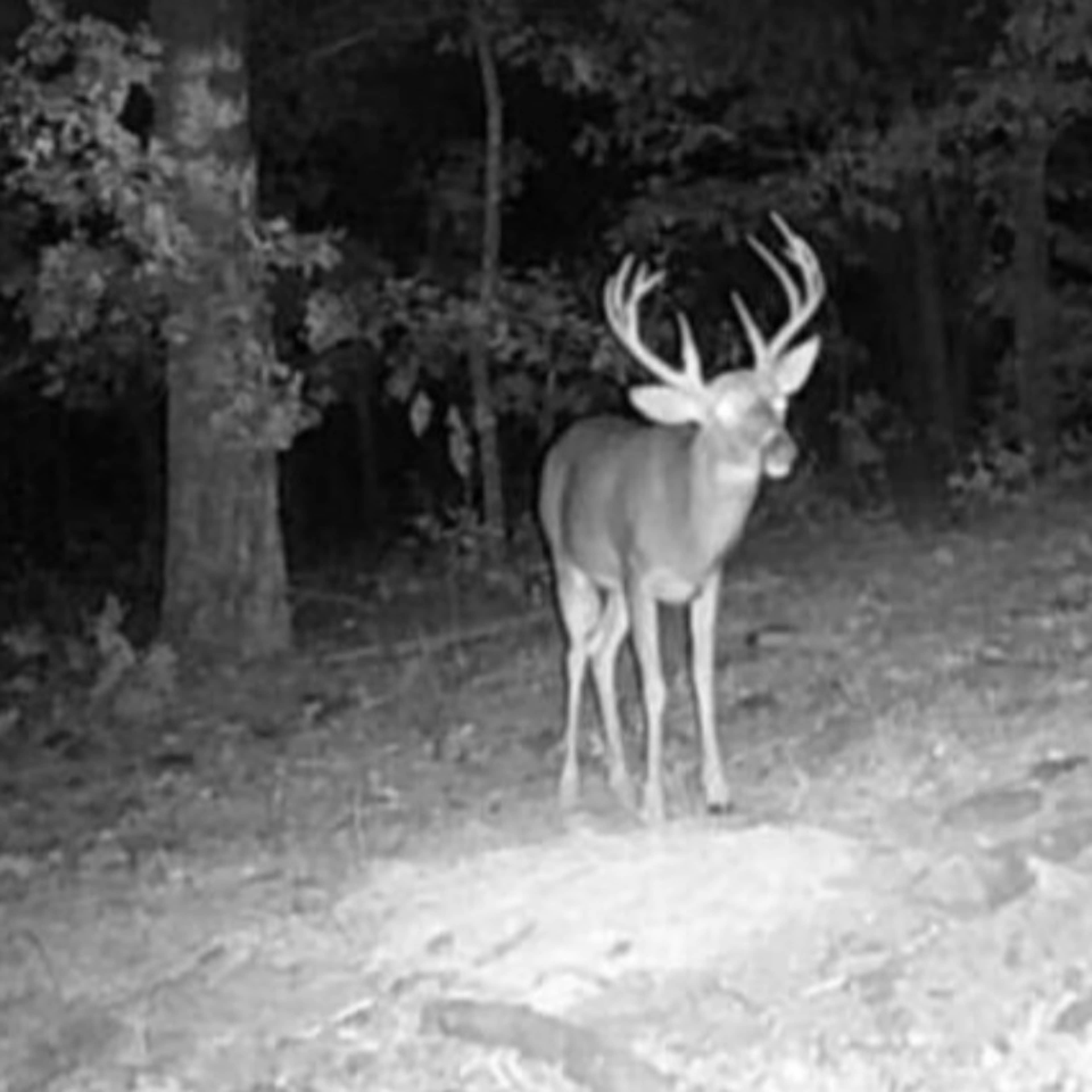 Mossy Rock Whitetail 1 Day Hunt