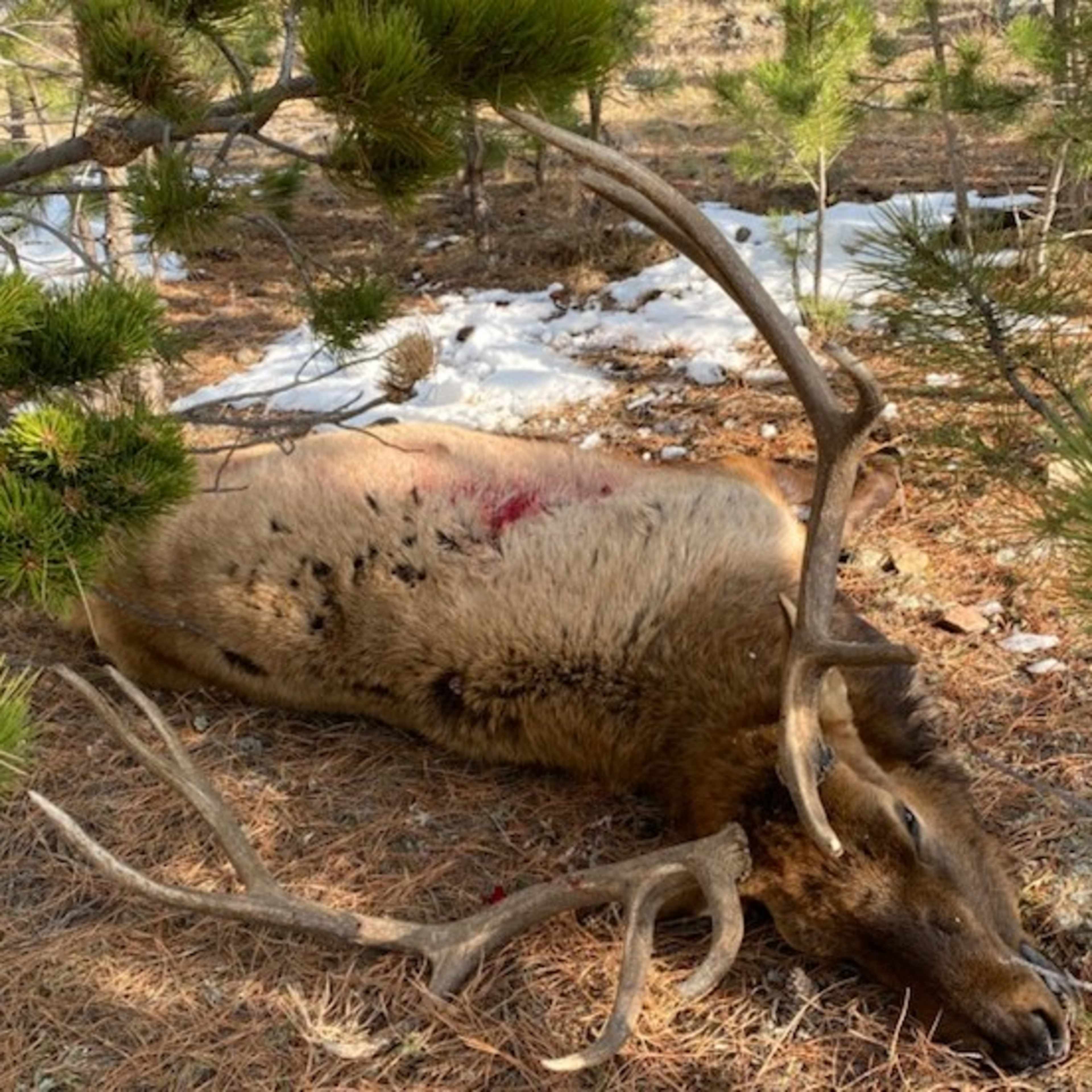 The Star Place - Bull Elk