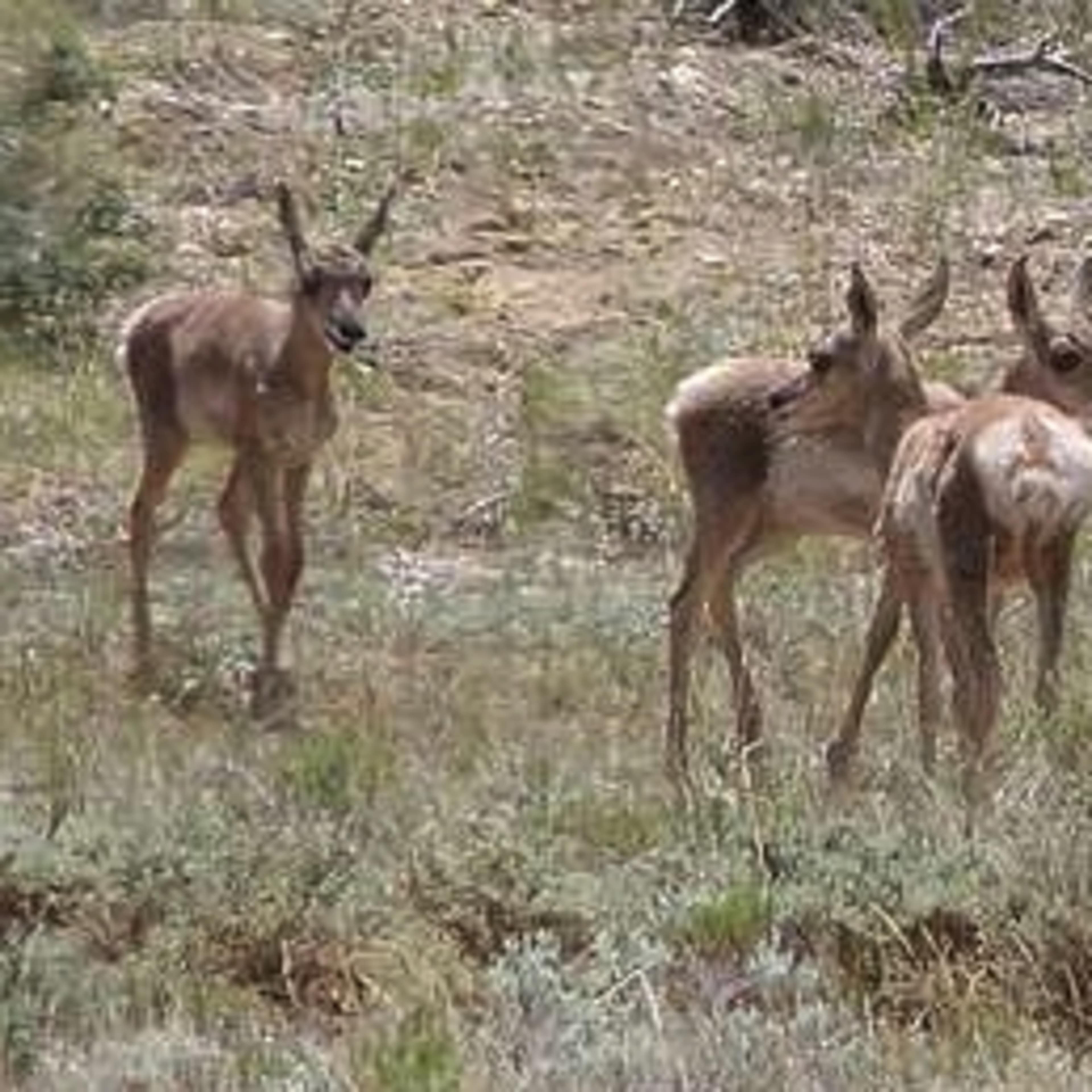 Vona Pronghorn Lands- 3-Day Doe Antelope Hunt