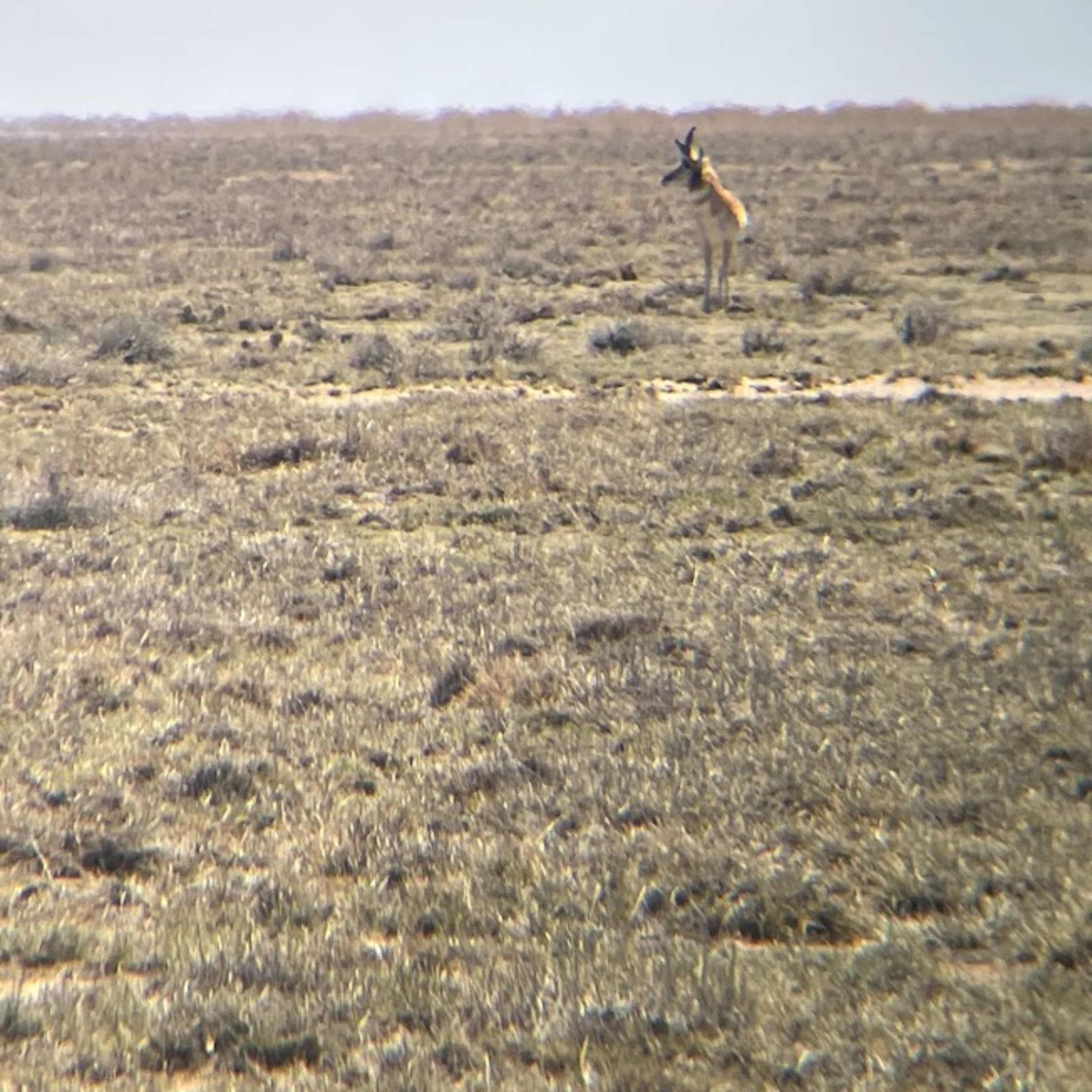 Vona Road - Antelope Hunt 3-Day