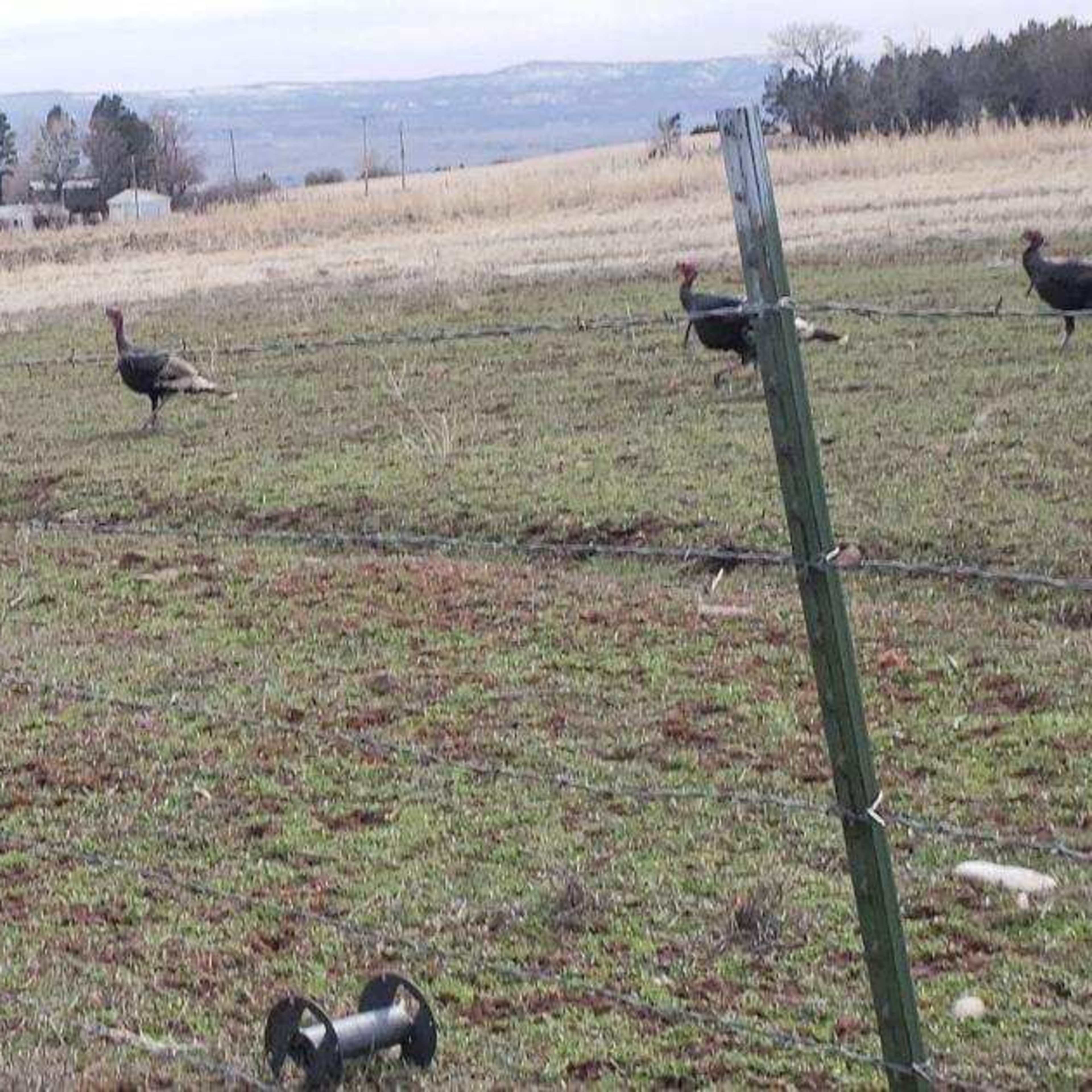 Turkey Ranch Lodge #1 - Lodging + 3-Day Turkey Hunt