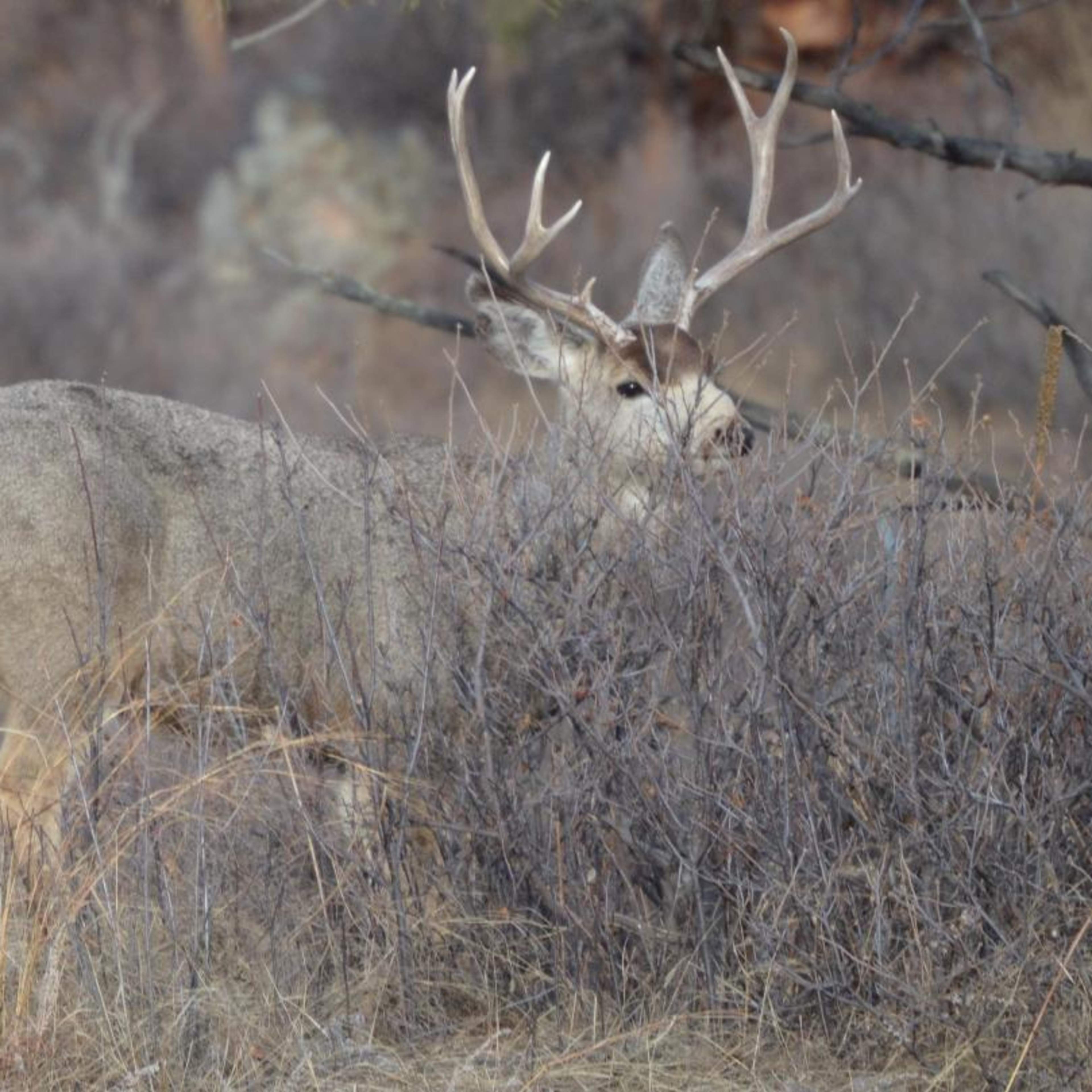 Box Elder Mule Deer