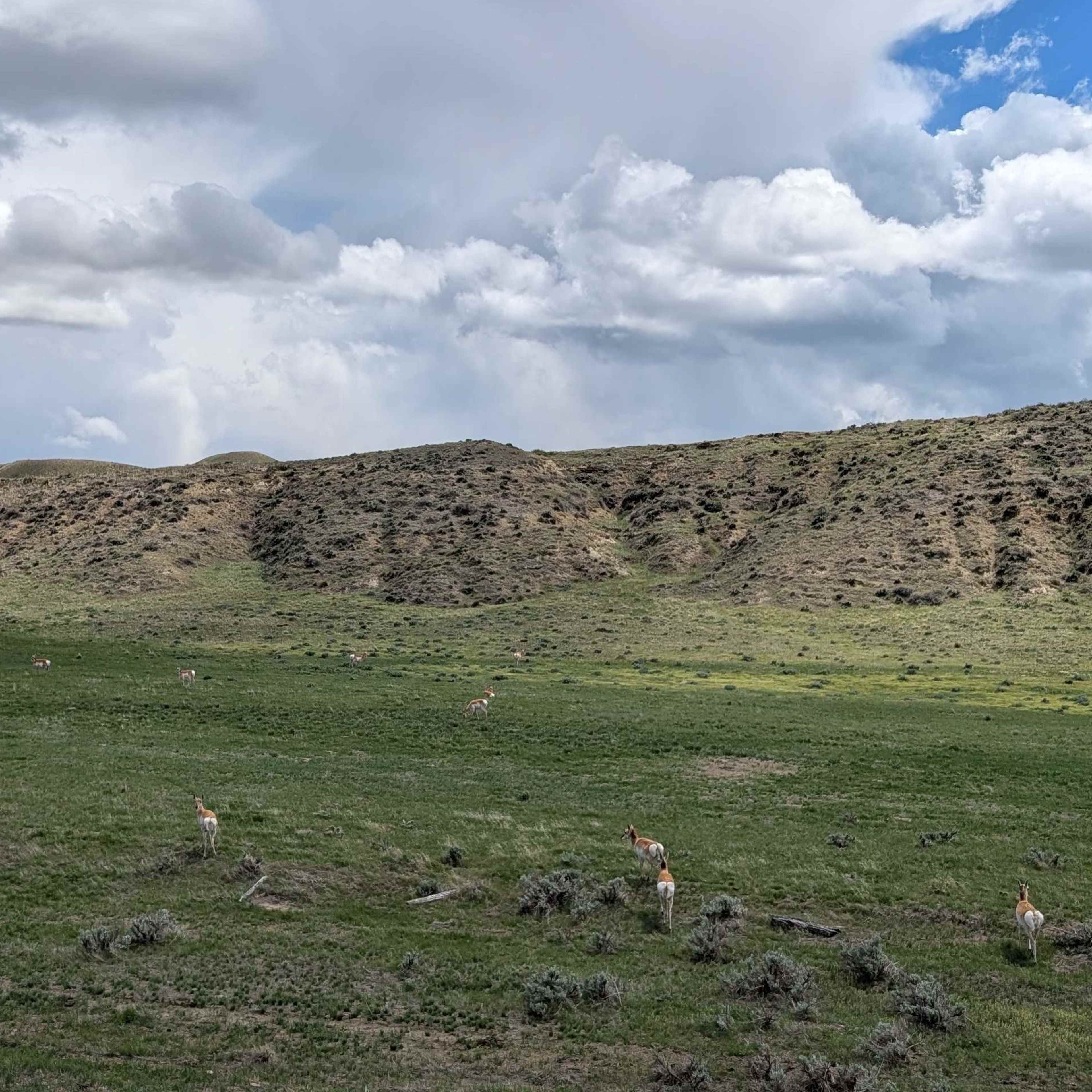 North Platte Pronghorn Doe