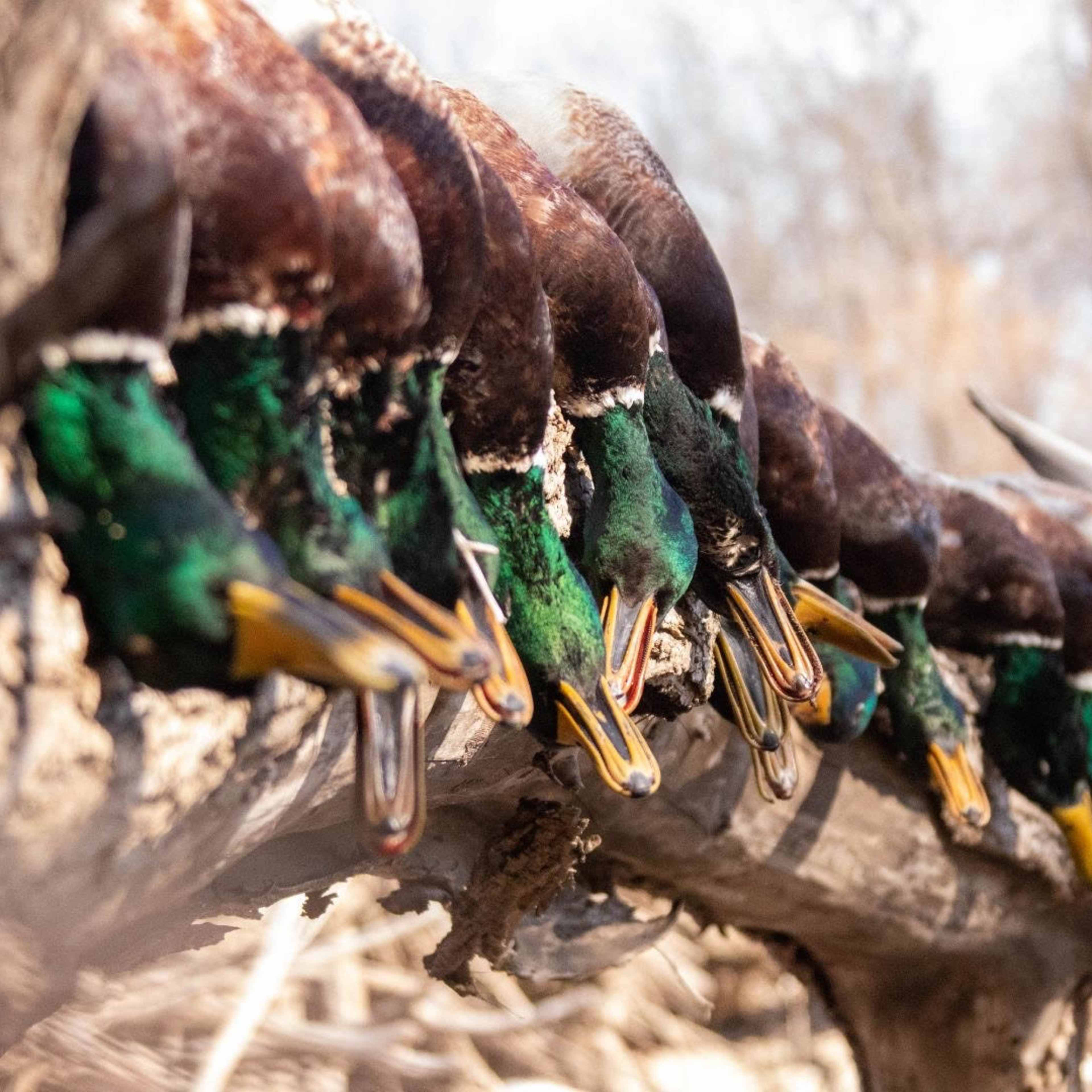 Booner Palace (Waterfowl)