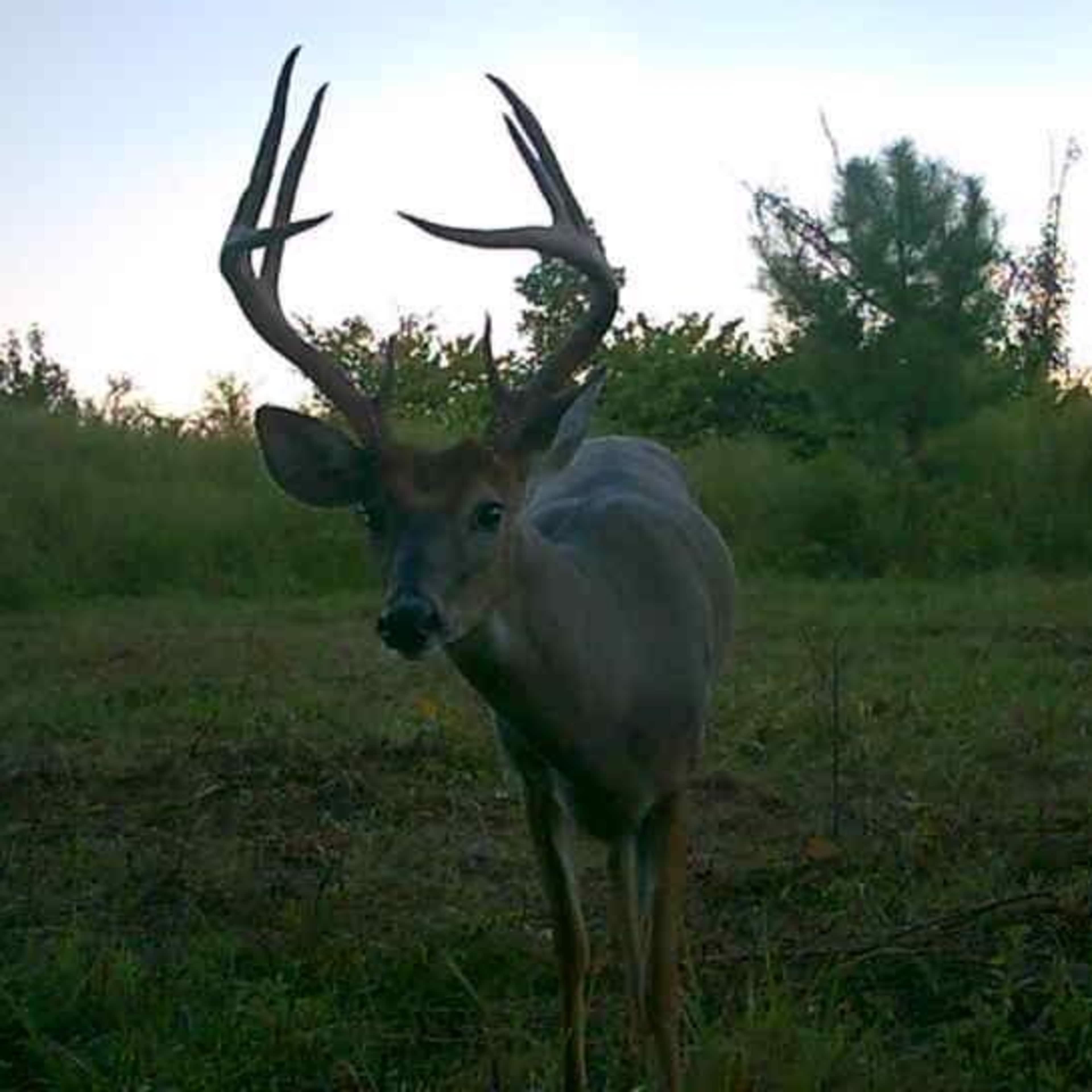 Collective Spaces - Whitetail Buck