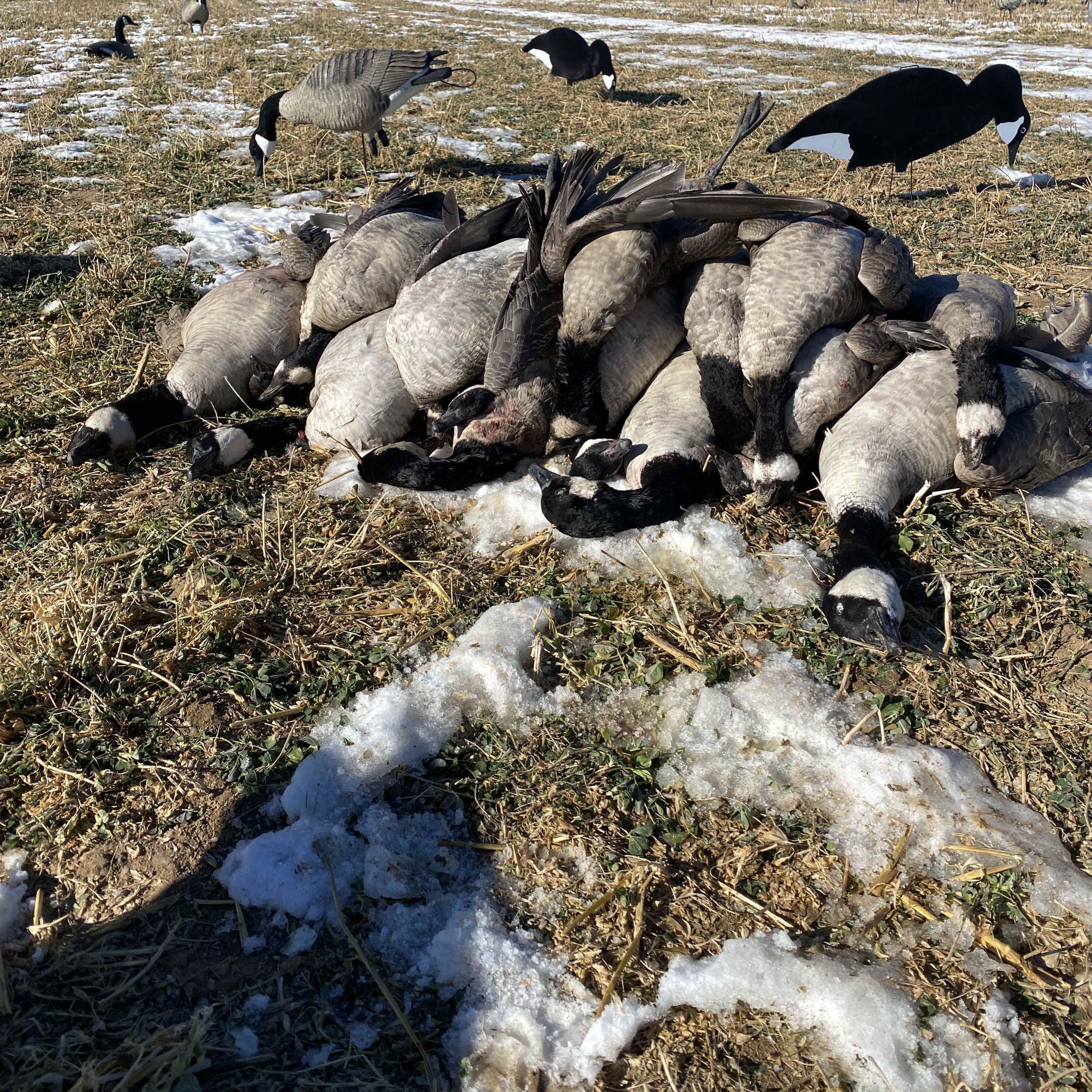 Mountain Vista Goose - Pit