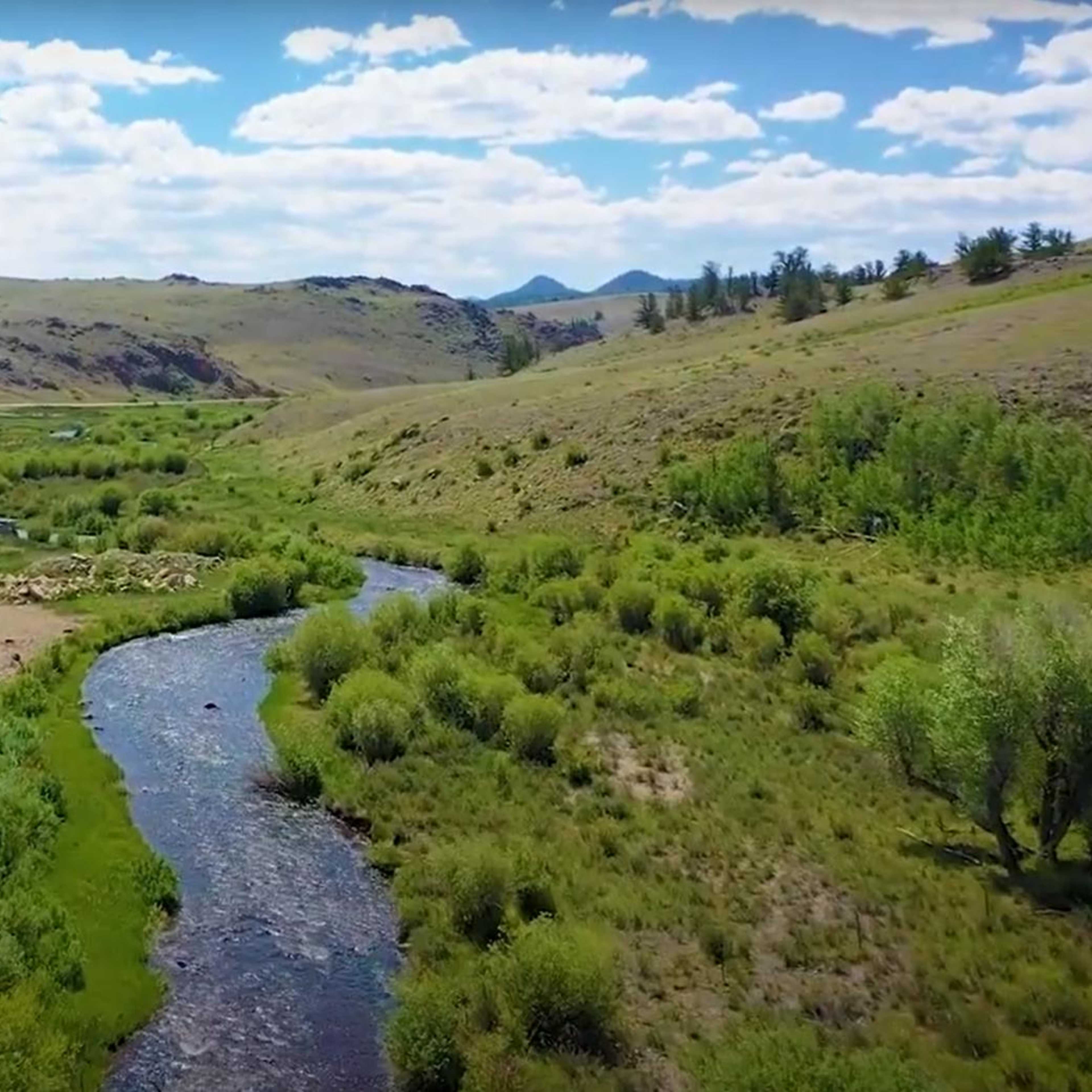 Park County - Black Bear
