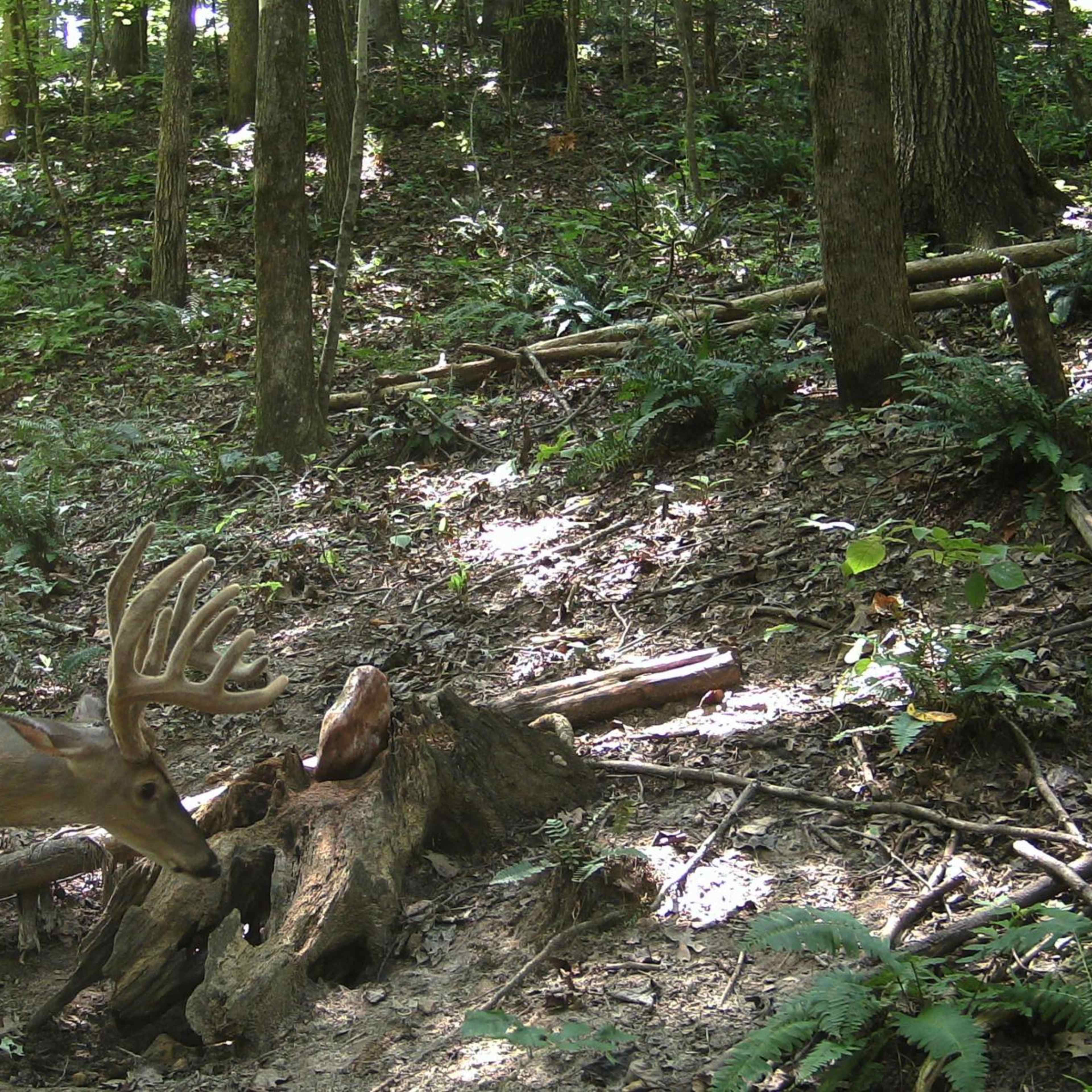 Gobblers Knob -  Doe only (Archery\Lodging Included)