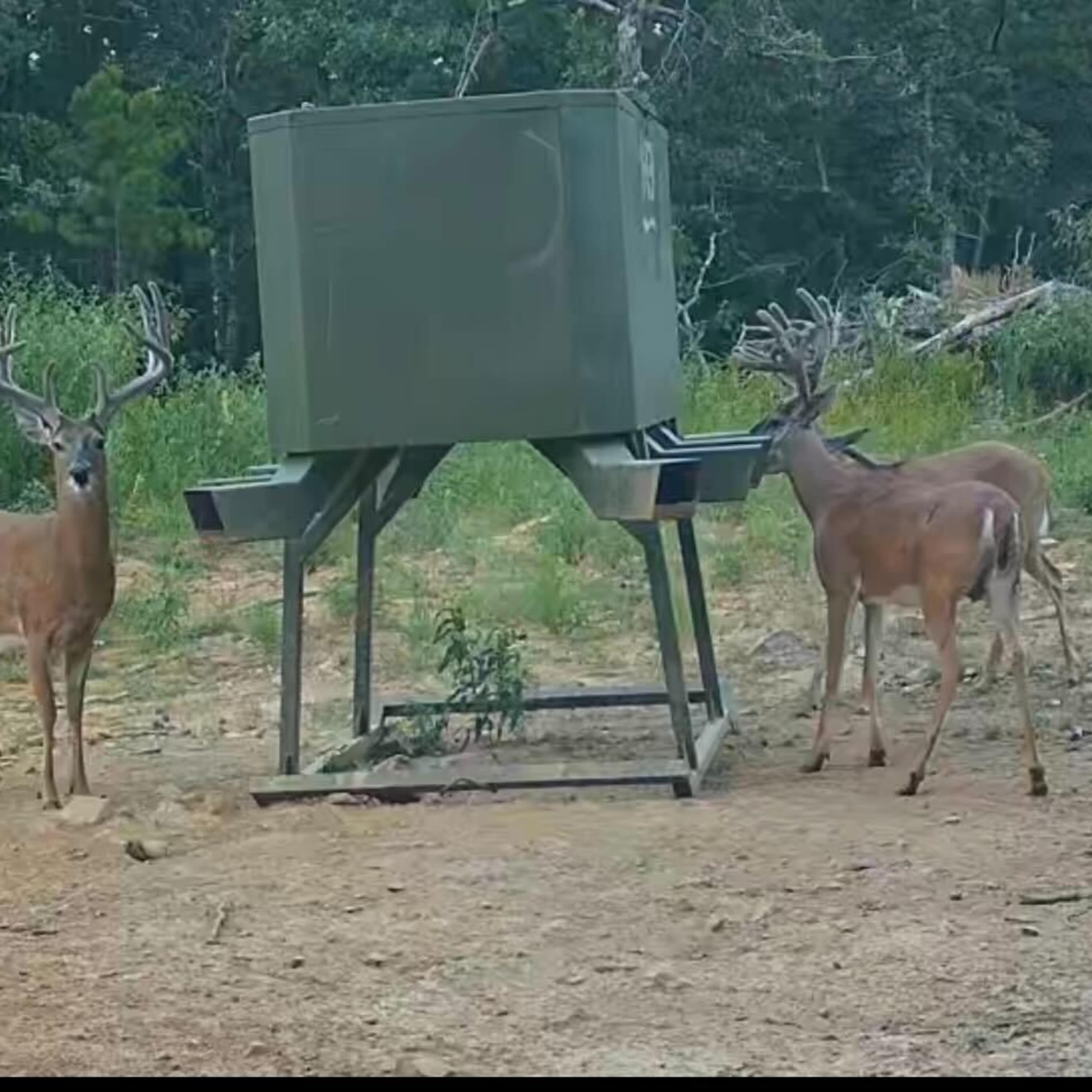Smokestack Whitetail - 4 day