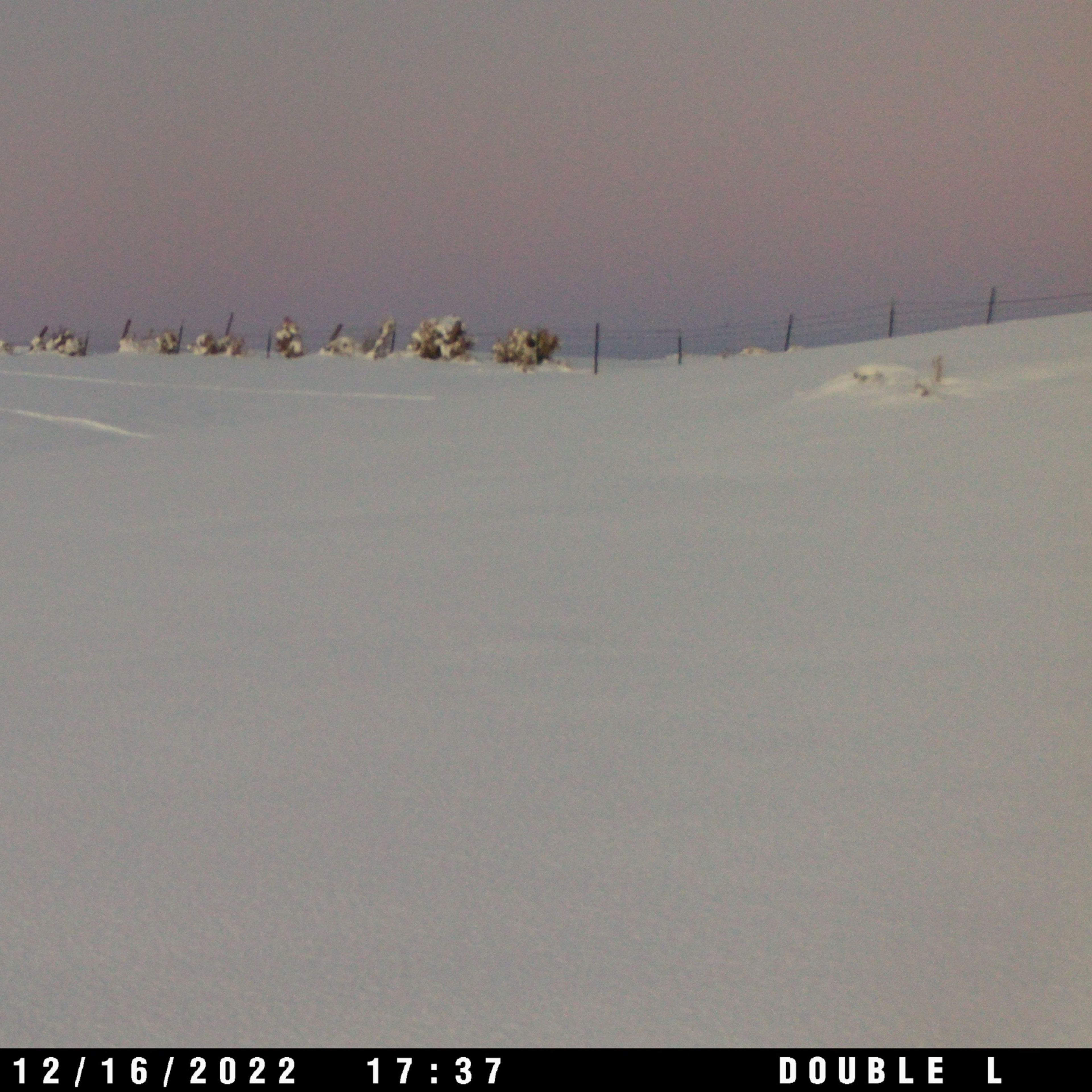 Double L Ranch - Cow Elk
