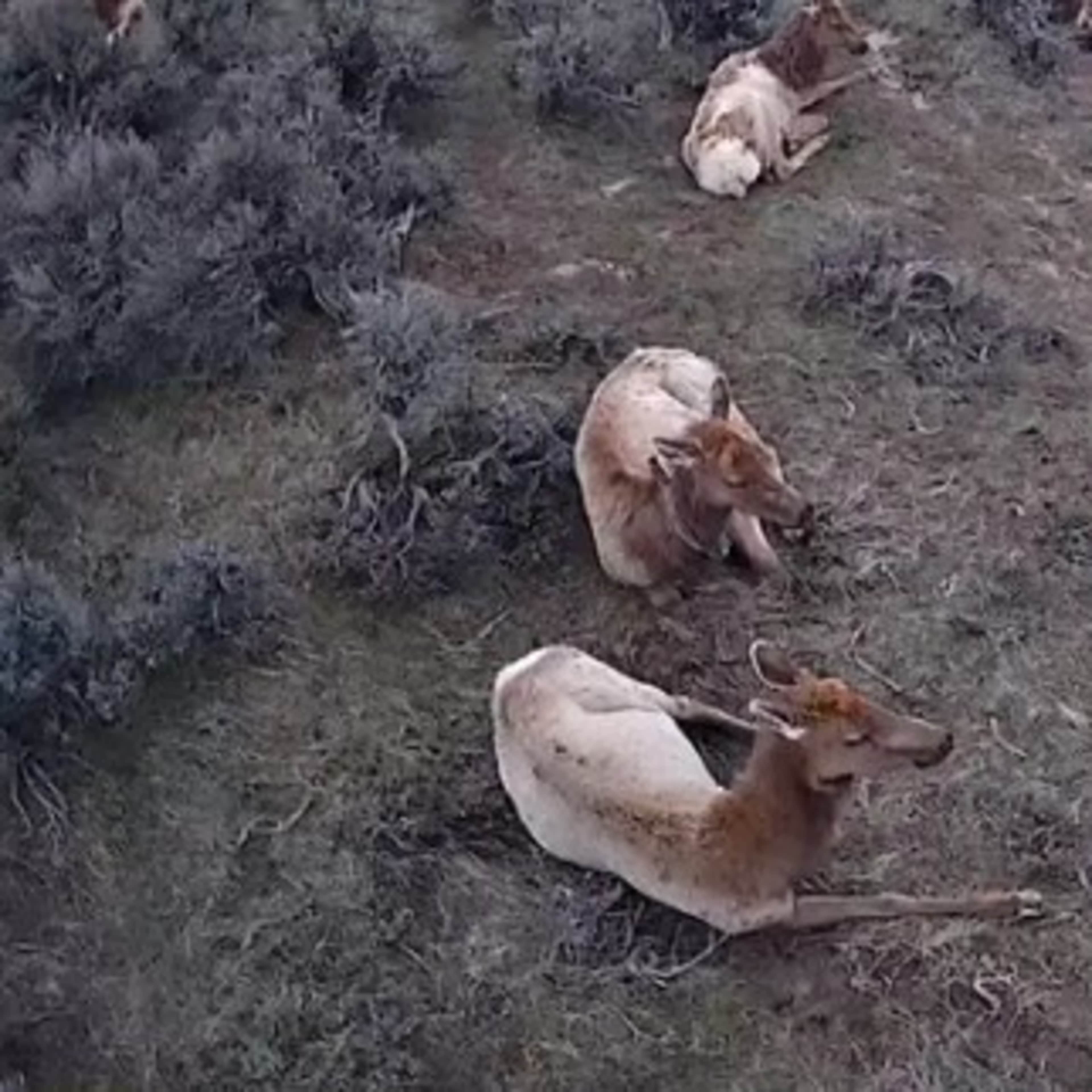 Double L Ranch - Cow Elk