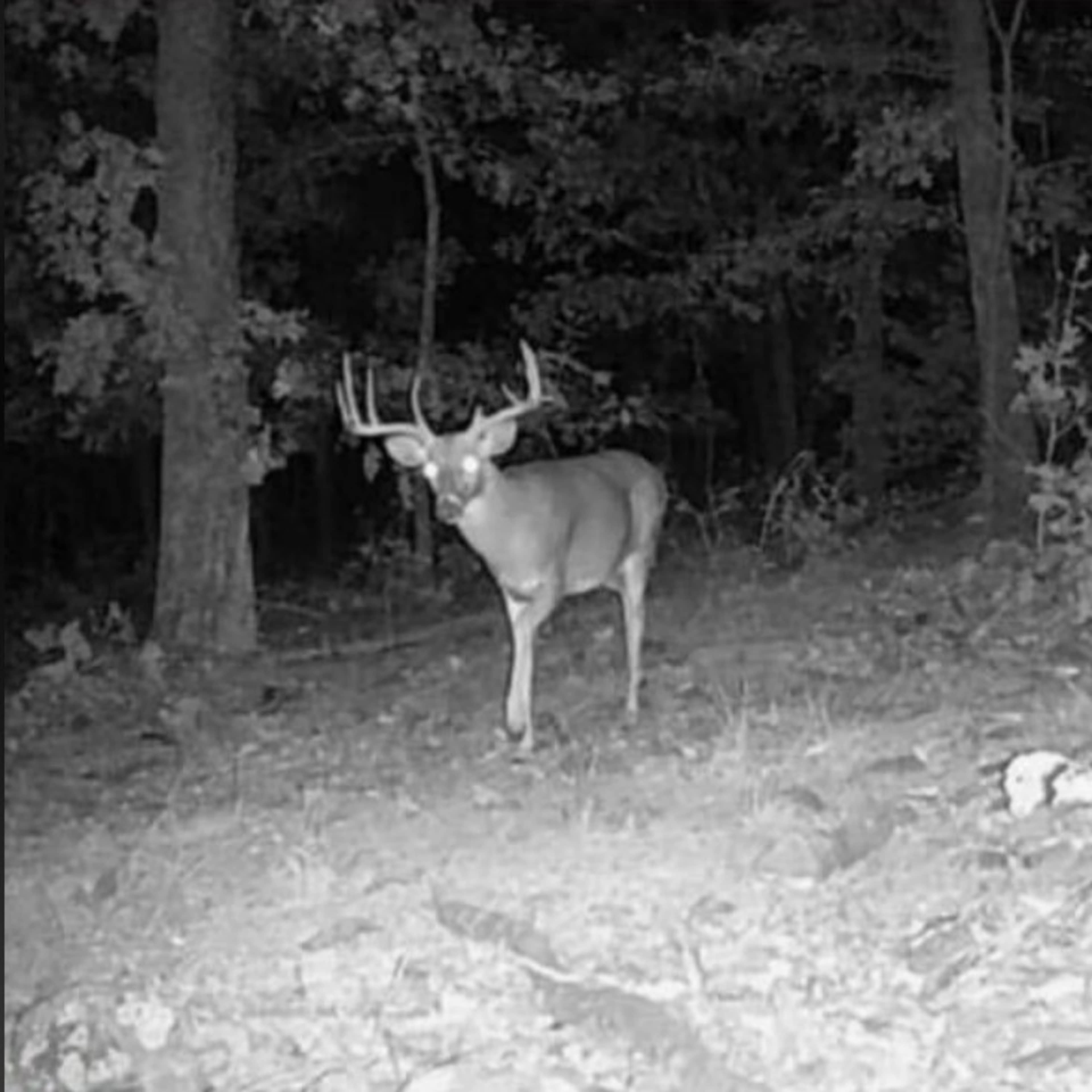 Mossy Rock Whitetail 3 Day Hunt